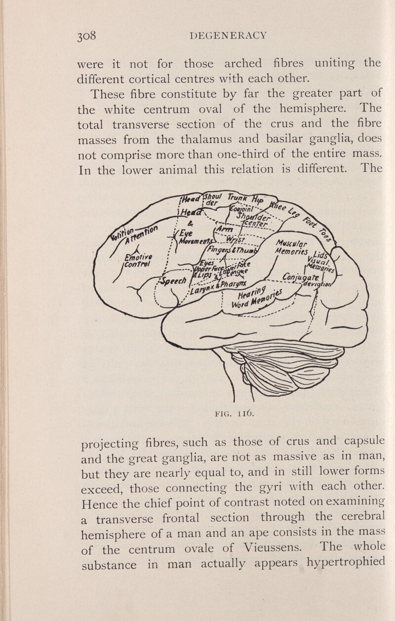 3o8 DEGENERACY were it not for those arched fibres uniting the different cortical centres with each other. These fibre constitute by far the greater part of the white centrum oval of the hemisphere. The total transverse section of the crus and the fibre masses from the thalamus and basilar ganglia, does not comprise more than one-third of the entire mass. In the lower animal this relation is different. The FIG. Il6. projecting fibres, such as those of crus and capsule and the great ganglia, are not as massive as in man, but they are nearly equal to, and in still lower forms exceed, those connecting the gyri with each other. Hence the chief point of contrast noted on examining a transverse frontal section through the cerebral hemisphere of a man and an ape consists in the mass of the centrum ovale of Vieussens. The whole substance in man actually appears hypertrophied