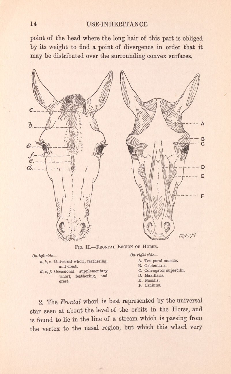 14 USE-INHERITANCE point of the head where the long hair of this part is obliged by its weight to find a point of divergence in order that it may be distributed over the surrounding convex surfaces. R:eT( Fig. il—Feontal Eegion op Horse. On left side— a, Ъ, с. Universal whorl, feathering, and crest. d, e, f. Occasional supplementary- whorl, feathering, and crest. On rigM side— A. Temporal musale. B. Orbicularis. C. Corrugator supercilii. D. Maxillaris. B. Nasalis. F. Caninus. 2. The Frontal whorl is best represented by the universal star seen at about the level of the orbits in the Horse, and is found to lie in the line of a stream which is passing from the vertex to the nasal region, but which this whorl very