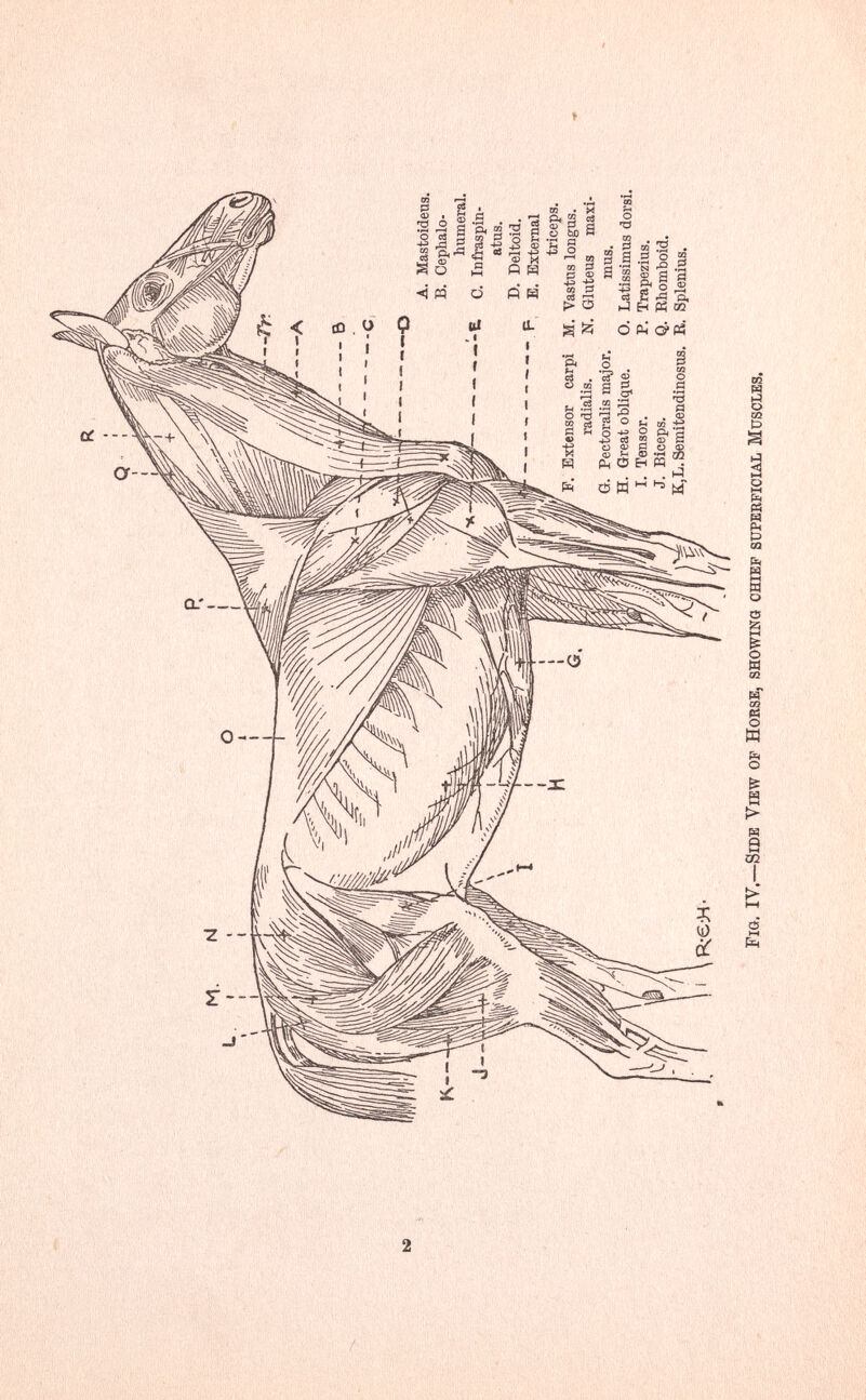 V''' ' ■Л: •■ ■ ■ ' , « ■•.■•■;•;■. -'■■■'■•■ ■•l'it '■, .t- ■•■ :.-. ■ ■.
