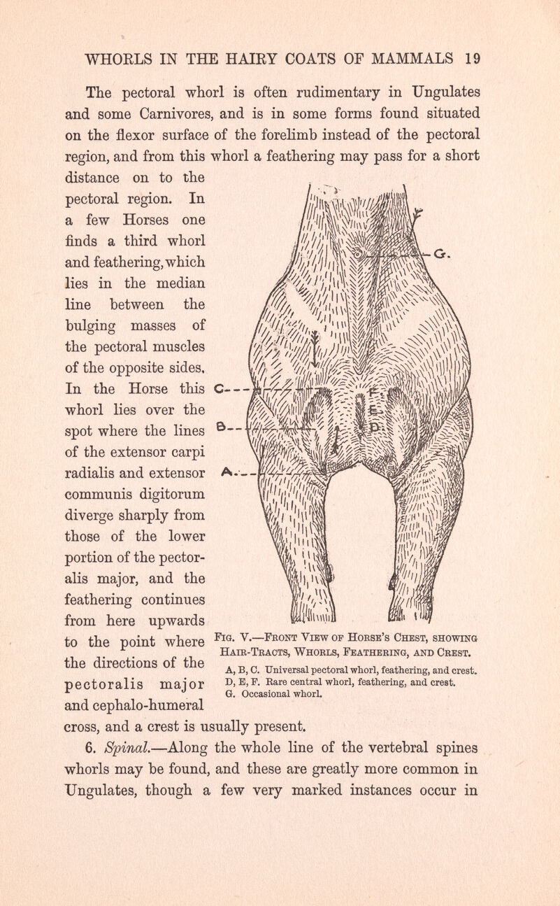 WHORLS IN THE HAIEY COATS OF MAMMALS 19 The pectoral whorl is often rudimentary in Ungulates and some Carnivores, and is in some forms found situated on the flexor surface of the forelimb instead of the pectoral region, and from this whorl a feathering may pass for a short distance on to the pectoral region. In a few Horses one finds a third whorl and feathering, which lies in the median line between the bulging masses of the pectoral muscles of the opposite sides. In the Horse this whorl lies over the spot where the lines of the extensor carpi radialis and extensor communis digitorum diverge sharply from those of the lower portion of the pector- alis major, and the feathering continues from here upwards to the üoint where View of horse's Chest, showing . Haie-Tbacts, Whorls, Feathering, and Crest, the directions of the » т> r. тт • i + i т, i ^ • A, B, 0. Universal pectoral whorl, feathering, and crest, pectoralis mai or D, в, F. Hare central whorl, feathering, and crest. G. Occasional whorl. and cephalo-humeral cross, and a crest is usually present. 6. Spinal.—Along the whole line of the vertebral spines whorls may be found, and these are greatly more common in Ungulates, though a few very marked instances occur in
