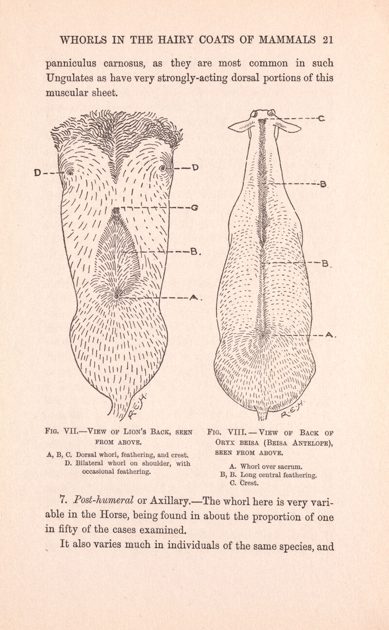WHOELS IN THE HAIRY COATS OF MAMMALS 21 panniculus carnosus, as they are most common in such Ungulates as have very strongly-acting dorsal portions of this muscular sheet. Fig. vii.—^View op Lion's Back, seen Fig. viti. — View of Back of 7. Post-humeral or Axillary.—The whorl here is very vari¬ able in the Horse, being found in about the proportion of one in fifty of the cases examined. It also varies much in individuals of the same species, and A, B, C. Dorsal whorl, feathering, and crest. D. Bilateral whorl on shoulder, with occasional feathering. feom above. Obtx beisa (Beisa Antelope), seen feom above. A. Whorl over sacrum. B, B. Long central feathering. 0. Crest.