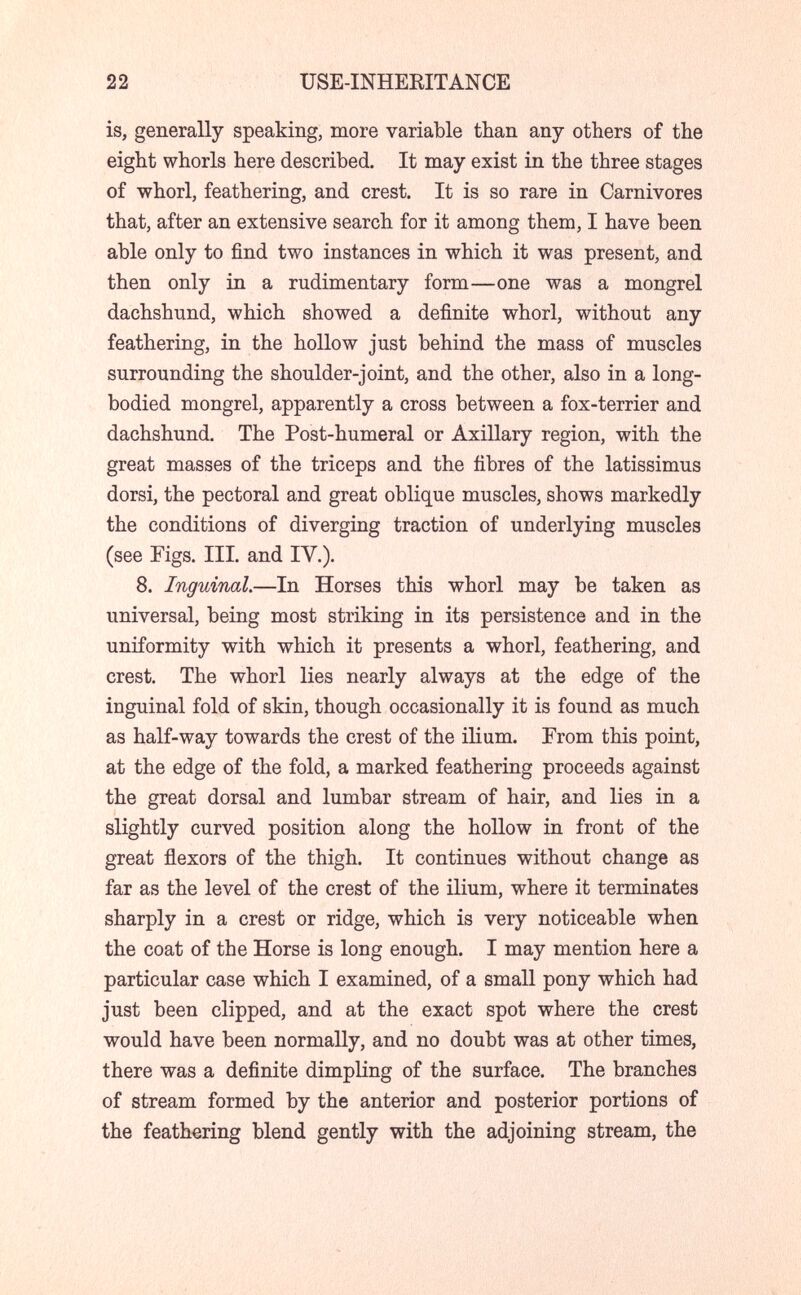 22 USE-INHEEITANCE is, generally speaking, more variable than any others of the eight whorls here described. It may exist in the three stages of whorl, feathering, and crest. It is so rare in Carnivores that, after an extensive search for it among them, I have been able only to find two instances in which it was present, and then only in a rudimentary form—one was a mongrel dachshund, which showed a definite whorl, without any feathering, in the hollow just behind the mass of muscles surrounding the shoulder-joint, and the other, also in a long- bodied mongrel, apparently a cross between a fox-terrier and dachshund. The Post-humeral or Axillary region, with the great masses of the triceps and the fibres of the latissimus dorsi, the pectoral and great oblique muscles, shows markedly the conditions of diverging traction of underlying muscles (see Figs. III. and IV.). 8. Inguinal.—In Horses this whorl may be taken as universal, being most striking in its persistence and in the uniformity with which it presents a whorl, feathering, and crest. The whorl lies nearly always at the edge of the inguinal fold of skin, though occasionally it is found as much as half-way towards the crest of the ilium. From this point, at the edge of the fold, a marked feathering proceeds against the great dorsal and lumbar stream of hair, and lies in a slightly curved position along the hollow in front of the great flexors of the thigh. It continues without change as far as the level of the crest of the ilium, where it terminates sharply in a crest or ridge, which is very noticeable when the coat of the Horse is long enough. I may mention here a particular case which I examined, of a small pony which had just been clipped, and at the exact spot where the crest ■would have been normally, and no doubt was at other times, there was a definite dimpling of the surface. The branches of stream formed by the anterior and posterior portions of the feathering blend gently with the adjoining stream, the