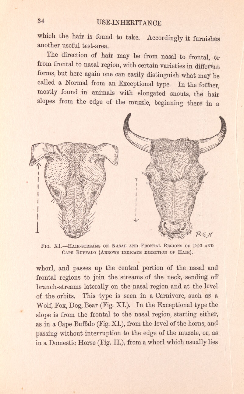 34 USE-INHERITANCE whicli the hair is found to take. Accordingly it furnishes another useful test-area. The direction of hair may be from nasal to frontal, Or from frontal to nasal region, with certain varieties in different forms, but here again one can easily distinguish what may be called a Normal from an Exceptional type. In the forî^er, mostly found in animals with elongated snouts, the hair slopes from the edge of the muzzle, beginning there in a Fig. XI.—Hair-stkeams on Nasal and Frontal Eegions op Doö and Cape Buffalo (Arrows indicate direction of Hair). whorl, and passes up the central portion of the nasal and frontal regions to join the streams of the neck, sending ofif branch-streams laterally on the nasal region and at the level of the orbits. This type is seen in a Carnivore, such as a Wolf, Fox, Dog, Bear (Fig. XI.). In the Exceptional type the slope is from the frontal to the nasal region, starting either, as in a Cape Buffalo (Fig. XI.), from the level of the horns, and passing without interruption to the edge of the muzzle, or, as in a Domestic Horse (Fig. II.), from a whorl which usually lies