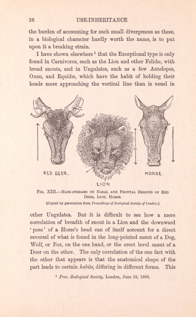 36 USE-INHEEITANCE the burden of accounting for such small divergences as these, in a biological character hardly worth the name, is to put upon it a breaking strain. I have shown elsewhere ^ that the Exceptional type is only found in Carnivores, such as the Lion and other Eelidse, with broad snouts, and in Ungulates, such as a few Antelopes, Oxen, and Equidae, which have the habit of holding their heads more approaching the vertical line than is usual in LION Fig. XIII.—Haib-stkeams on Nasal and Frontal Eegions op Red Deer, Lion, Horse. (Copied by permission from Proceedings of Zoological Society of London.) other Ungulates. But it is difficult to see how a mere correlation of breadth of snout in a Lion and the downward ' pose ' of a Horse's head can of itself account for a direct reversal of what is found in the long-pointed snout of a Dog, Wolf, or Eox, on the one hand, or the erect level snout of a Deer on the other. The only correlation of the one fact with the other that appears is that the anatomical shape of the part leads to certain habits, differing in different forms. This ^ ProG. Zoological Society, London, June 19, 1900.