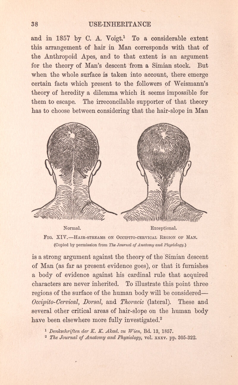 38 USE-INHERITANCE and in 1857 by C. A. Voigt.^ To a considerable extent this arrangement of hair in Man corresponds with that of the Ajithropoid Apes, and to that extent is an argument for the theory of Man's descent from a Simian stock. But when the whole surface is taken into account, there emerge certain facts which present to the followers of Weismann's theory of heredity a düemma which it seems impossible for them to escape. The irreconcilable supporter of that theory has to choose between considering that the hair-slope in Man Fig. XIV.—Hair-streams on Occipito-cervical Region of Man. (Copied by permission from The Journal of Anatomy and Physiology.) is a strong argument against the theory of the Simian descent of Man (as far as present evidence goes), or that it furnishes a body of evidence against his cardinal rule that acquired characters are never inherited. To illustrate this point three regions of the surface of the human body will be considered— Occipito-Cervical, Dorsal, and Thoracic (lateral). These and several other critical areas of hair-slope on the human body have been elsewhere more fully investigated.^ ^ Denkschriften der К. К. Akad. zu Wien, Bd. 13, 1857. 2 The Journal of Anatomy and Physiology, vol. xxxv. pp. 305-322. Normal. Exceptional.