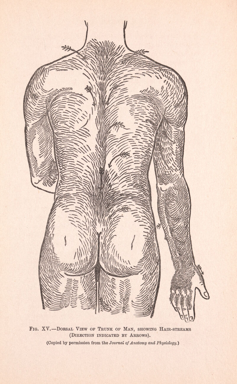 Fig. XV.—Dorsal View of Trunk op Man, showing Hair-streams (Direction indicated by Arrows). (Copied by permission from the Journal of Anatomy md Physiology.)