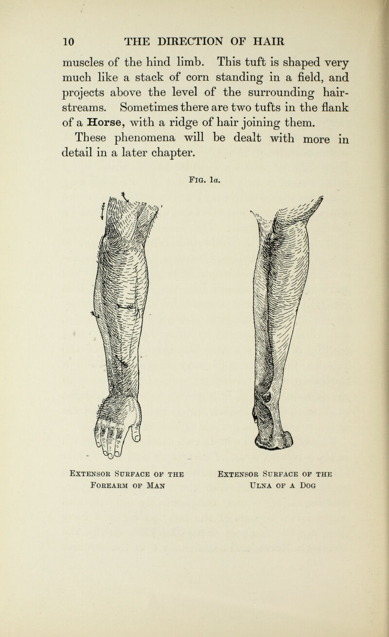10 THE DIRECTION OF HAIR muscles of the hind limb. This tuft is shaped very much like a stack of corn standing in a field, and projects above the level of the surrounding hair- streams. Sometimes there are two tufts in the flank of a Horse, with a ridge of hair joining them. These phenomena will be dealt with more in detail in a later chapter. Extensoe Surface of the Extensor Surface of the Forearm of Man Ulna of a Dog