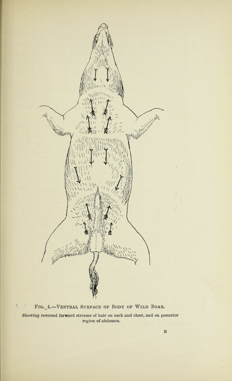 .V Fig. 4.—Yentkal Surface of Body of Wild Boae. Showing reversed forward streams of hair on neck and chest, and on posterior region of ahdomen.