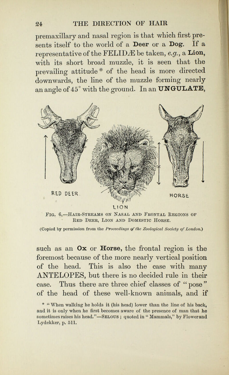 24 THE DIRECTION OF HAIR premaxillary and nasal region is that which first pre¬ sents itself to the world of a Deer or a Dog. If a representative of the FELID^ be taken, e.gf., a bion, with its short broad muzzle, it is seen that the prevailing attitude of the head is more directed downwards, the line of the muzzle forming nearly an angle of 45° with the ground. In an UNGULATE, U10N Fig. 6,—Hair-Steeams on Nasal and Frontal Eegions of Red Deee, Lion and Domestic Horse. (Copied by permission from tlie Proceedinrjs the Zoological Society of London.) such as an Ox or Horse, the frontal region is the foremost because of the more nearly vertical position of the head. This is also the case with many ANTELOPES, but there is no decided rule in their case. Thus there are three chief classes of  pose  of the head of these well-known animals, and if *  When walking he holds it (his head) lower than the line of his back, and it is only when he first becomes aware of the presence of man that he sometimes raises his head.—Selous ; quoted in  Mammals, by Flower and Lydekker, p. 511.
