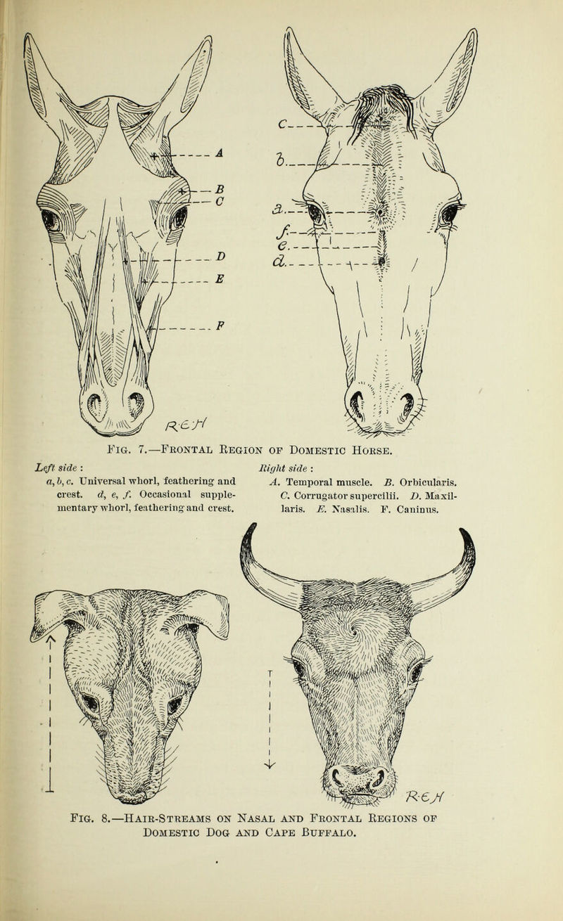 ■j^y. Fig. 7.—Frontal Eegion op Domestic Hokse. Left side : a,b,c. Universal whorl, feathering and crest, d, e, f. Occasional supple¬ mentary whorl, feathering-ami crest. Right side : A. Temporal muscle. B. Orbicularis. C. Corrugator snpercilii. D. Maxil- laris. Л. Xasiilis. F. Canimis. Fig. 8.—Haie-Stkeams on Nasal and Frontal Eegions op Domestic Dog and Cape Bupfalo.