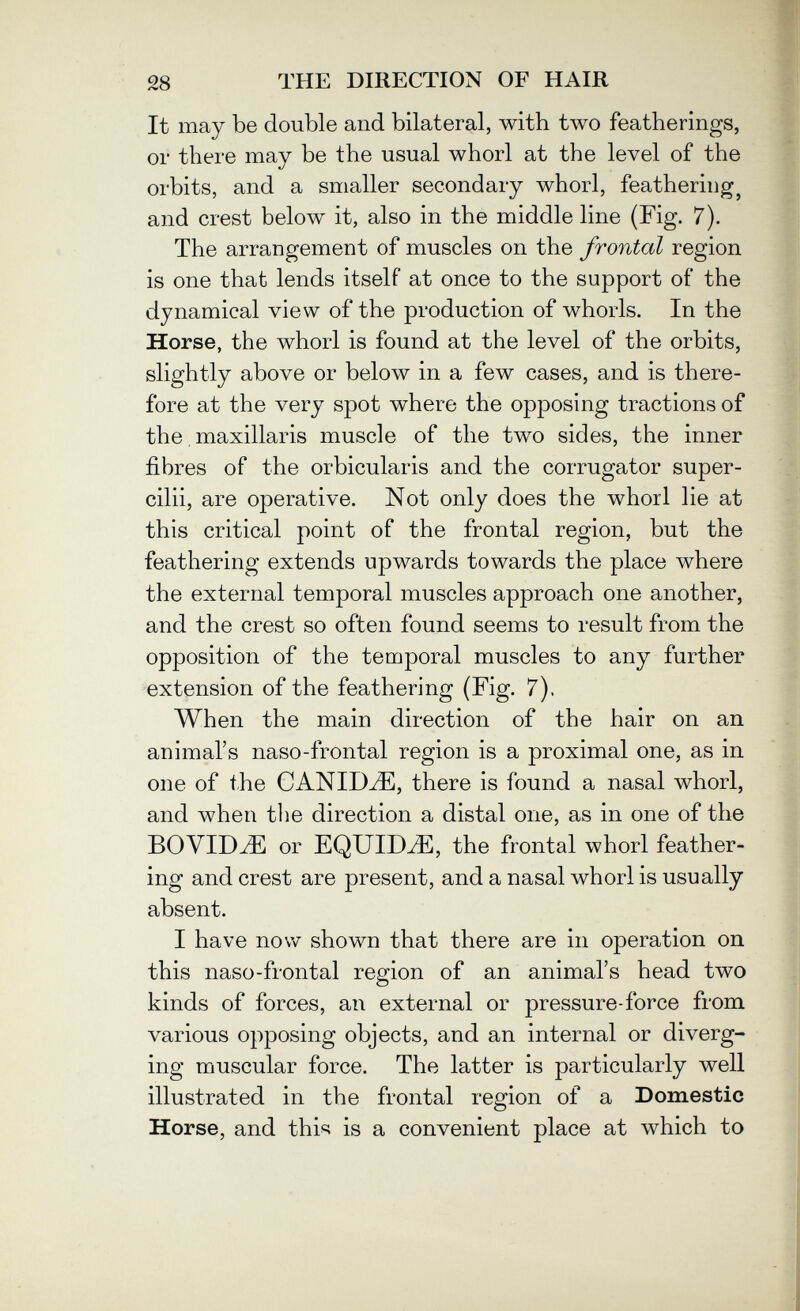 28 THE DIRECTION OF HAIR It may be double and bilateral, with two featherings, or there may be the usual whorl at the level of the orbits, and a smaller secondary whorl, feathering^ and crest below it, also in the middle line (Fig. 7). The arrangement of muscles on the frontal region is one that lends itself at once to the support of the dynamical view of the production of whorls. In the Horse, the whorl is found at the level of the orbits, slightly above or below in a few cases, and is there¬ fore at the very spot where the opposing tractions of the, maxillaris muscle of the two sides, the inner fibres of the orbicularis and the corrugator super- cilii, are operative. Not only does the whorl lie at this critical point of the frontal region, but the feathering extends upwards towards the place where the external temporal muscles approach one another, and the crest so often found seems to result from the opposition of the temporal muscles to any further extension of the feathering (Fig. 7). When the main direction of the hair on an animal's naso-frontal region is a proximal one, as in one of the CANIDA, there is found a nasal whorl, and when the direction a distal one, as in one of the BOVIDE or EQUID-Ж, the frontal whorl feather¬ ing and crest are present, and a nasal whorl is usually absent. I have now shown that there are in operation on this naso-frontal region of an animal's head two kinds of forces, an external or pressure-force from various opposing objects, and an internal or diverg¬ ing muscular force. The latter is particularly well illustrated in the frontal region of a Domestic Horse, and this is a convenient place at which to