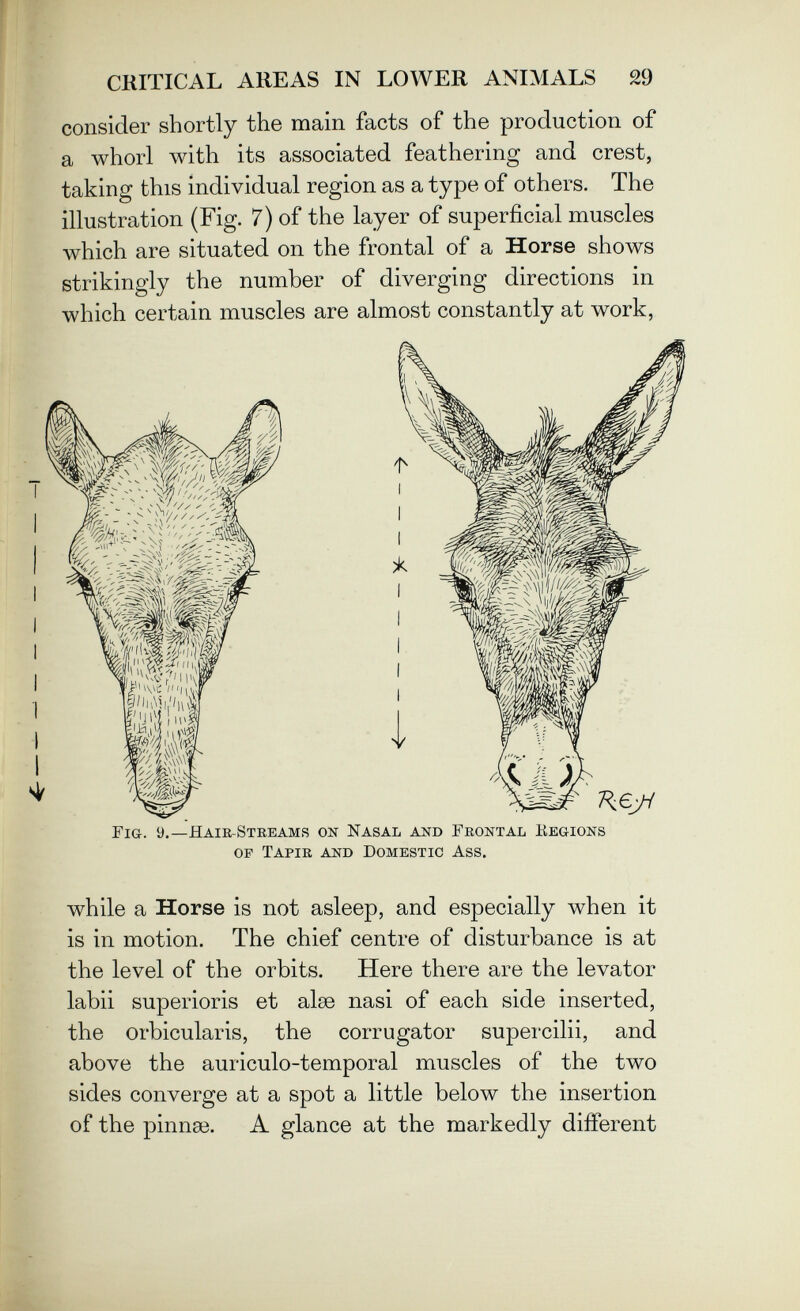 CRITICAL AREAS IN LOWER ANIMALS 29 consider shortly the main facts of the production of a whorl with its associated feathering and crest, taking this individual region as a type of others. The illustration (Fig. 7) of the layer of superficial muscles which are situated on the frontal of a Horse shows strikingly the number of diverging directions in which certain muscles are almost constantly at work, Fig. 9.—Haie-Streams on Nasal and Frontal Kegions op Tapir and Domestic Ass. while a Horse is not asleep, and especially when it is in motion. The chief centre of disturbance is at the level of the orbits. Here there are the levator labii superioris et aise nasi of each side inserted, the orbicularis, the corrugator supercilii, and above the auriculo-temporal muscles of the two sides converge at a spot a little below the insertion of the pinnaä. A glance at the markedly different