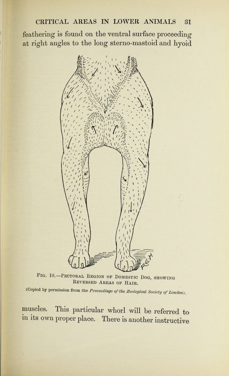 CRITICAL AREAS IN LOWER ANIMALS 31 feathering is found on the ventral surface proceeding at right angles to the long sterno-mastoid and hyoid (Copied by permission from the Proceedings of the Zoological Society of London). muscles. This particular whorl will be referred to in its own proper place. There is another instructive
