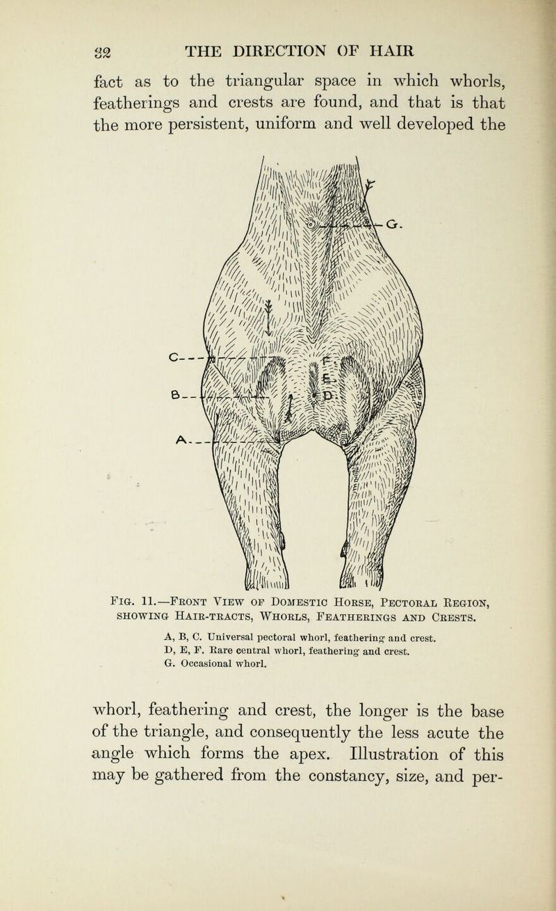 в2 THE DIRECTION OF HAIR fact as to the triangular space in which whorls, featherings and crests are found, and that is that the more persistent, uniform and well developed the Fig. 11.—Front View op Domestic Horse, Pectoral Eegion, showing Hair-tracts, Whorls, Featherings and Crests. A, B, C. Universal pectoral whorl, feathering' and crest. D, E, Г. Kare centi-al whorl, feathering and crest. G. Occasional whorl. whorl, feathering and crest, the longer is the base of the triangle, and consequently the less acute the angle which forms the apex. Illustration of this may be gathered from the constancy, size, and per-