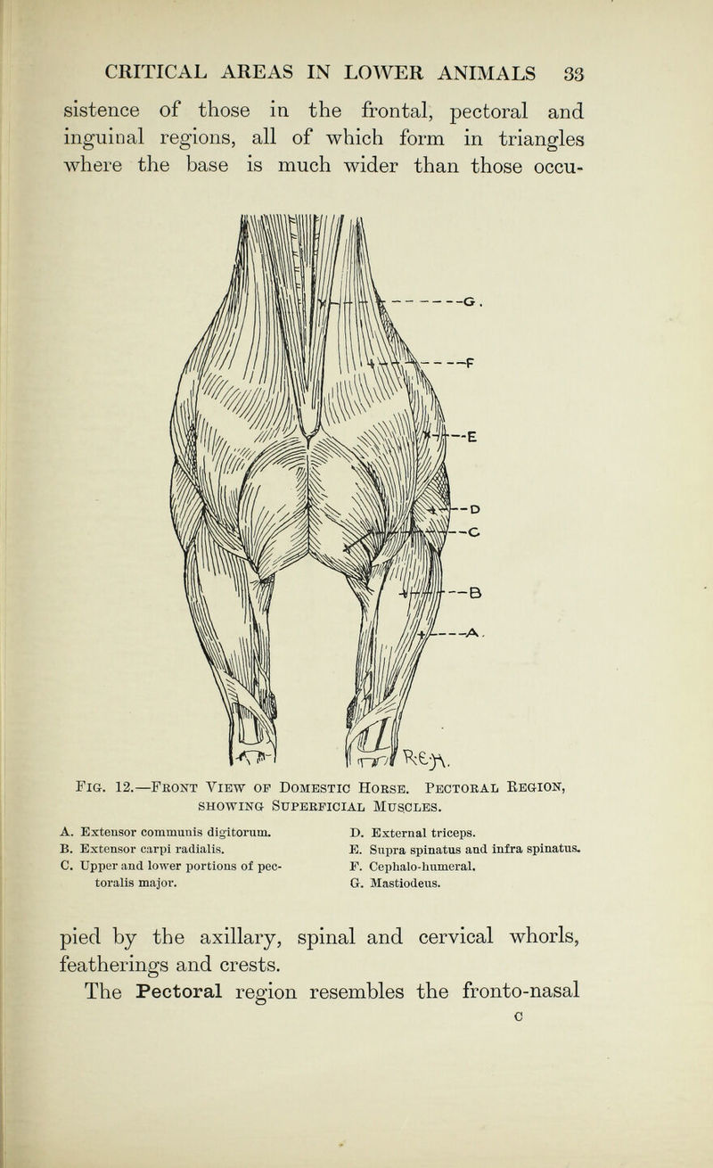 CRITICAL AREAS IN LOWER ANIMALS 33 sistence of those in the frontal, pectoral and inguinal regions, all of which form in triangles where the base is much wider than those occu- Fig. 12.—Front View op Domestic Horse. Pectoral Kegion, showing Superficial Muscles. A. Extensor communis digitorum. B. Extensor carpi radialis. C. Upper and lower portions of pec- toralis major. D. External triceps. E. Supra spinatus and infra spinatus. Г. Cephalo-humeral. G. Mastiodeus. pied by the axillary, spinal and cervical whorls, featherings and crests. The Pectoral region resembles the fronto-nasal с