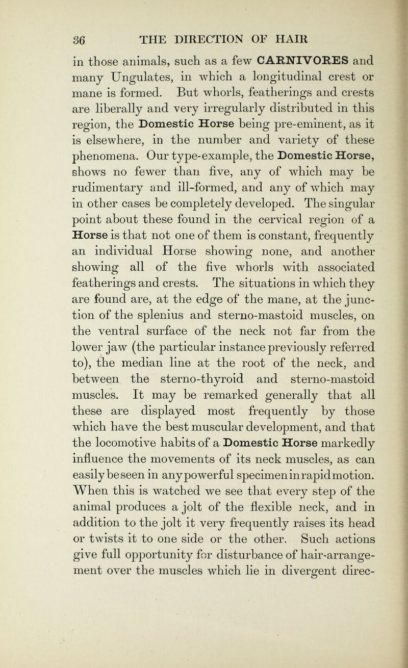 36 THE DIRECTION OF HAIR in those animals, such as a few CARNIVORES and many Ungulates, in which a longitudinal crest or mane is formed. But whorls, featherings and crests are liberally and very irregularly distributed in this region, the Domestic Horse being pre-eminent, as it is elsewhere, in the number and variety of these phenomena. Our type-example, the Domestic Horse, shows no fewer than five, any of which may be rudimeotary and ill-formed, and any of which may in other cases be completely developed. The singular point about these found in the cervical region of a Horse is that not one of them is constant, frequently an individual Horse showing none, and another showing all of the five whorls Avith associated featherings and crests. The situations in which they are found are, at the edge of the mane, at the junc¬ tion of the splenius and sterno-mastoid muscles, on the ventral surface of the neck not far from the lower jaw (the particular instance previously referred to), the median line at the root of the neck, and between the sterno-thyroid and sterno-mastoid muscles. It may be remarked generally that all these are displayed most frequently by those which have the best muscular development, and that the locomotive habits of a Domestic Horse markedly influence the movements of its neck muscles, as can easily beseen in anypowerful specimen in rapid motion. When this is watched we see that every step of the animal produces a jolt of the flexible neck, and in addition to the jolt it very frequently raises its head or twists it to one side or the other. Such actions give full opportunity for disturbance of hair-arrange¬ ment over the muscles which lie in divergent direc-
