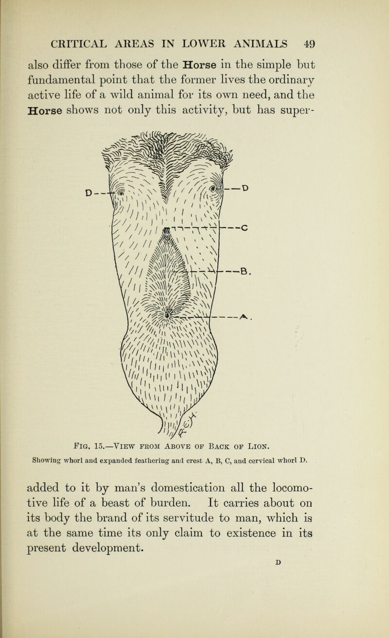 CRITICAL AREAS IN LOWER ANIMALS 49 also differ from those of the Horse in the simple but fundamental point that the former lives the ordinary- active life of a wild animal for its own need, and the Horse shows not only this activity, but has super- Fig. 15.—View from above op Back op Lion. Showing whorl and expanded feathering and crest A, B, C, and cervical whorl D. added to it by man's domestication all the locomo¬ tive life of a beast of burden. It carries about on its body the brand of its servitude to man, which is at the same time its only claim to existence in its present development. D