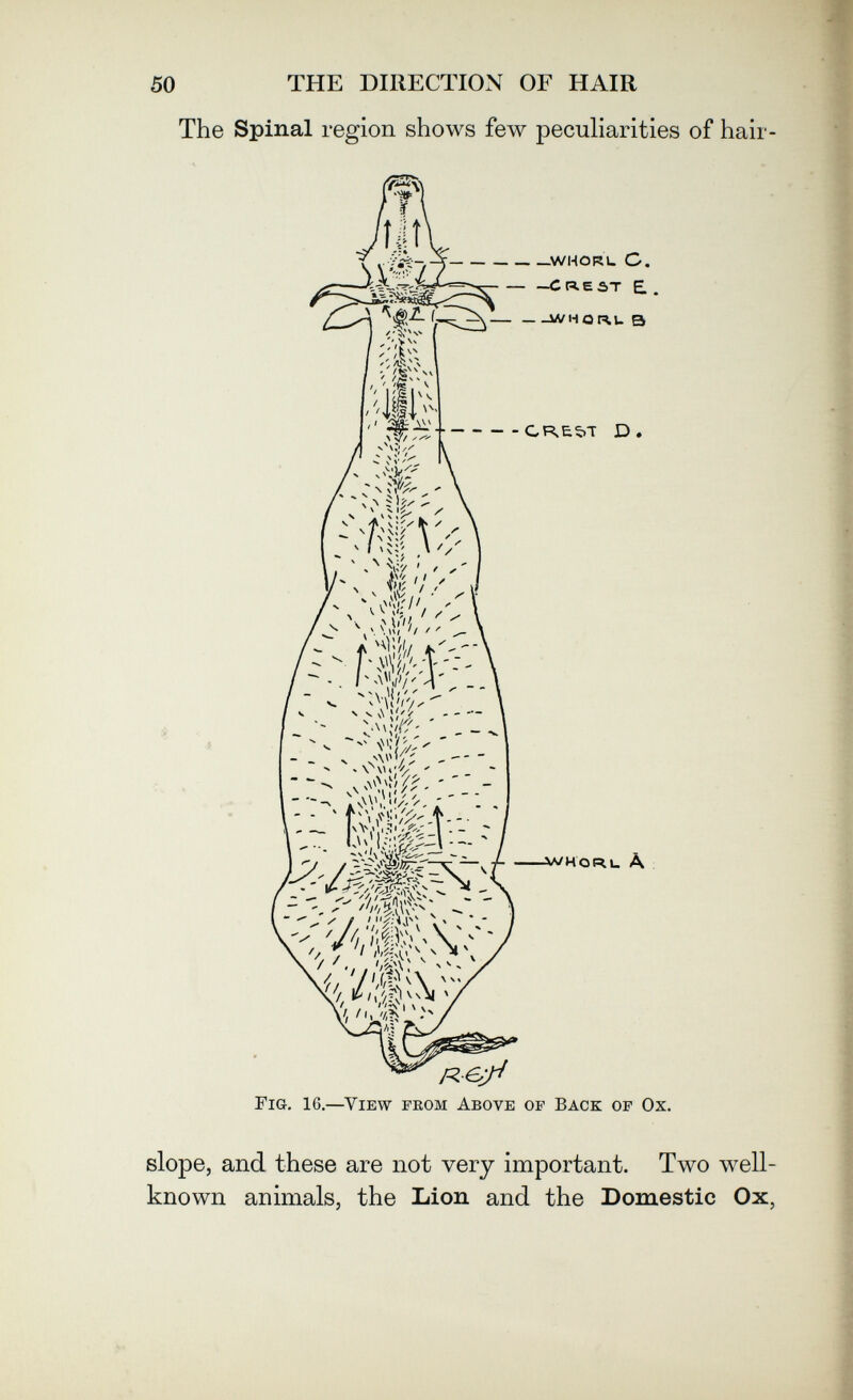50 THE DIRECTION OF HAIR The Spinal region shows few peculiarities of hair ^WHORL C. CREST E.  WHQt^U В CREbT D. ■ >V. ; ■ AVHORU Л Fig. 16.—^ViEw FROM Above op Back of Ox. slope, and these are not very important. Two well- known animals, the Lion and the Domestic Ox,