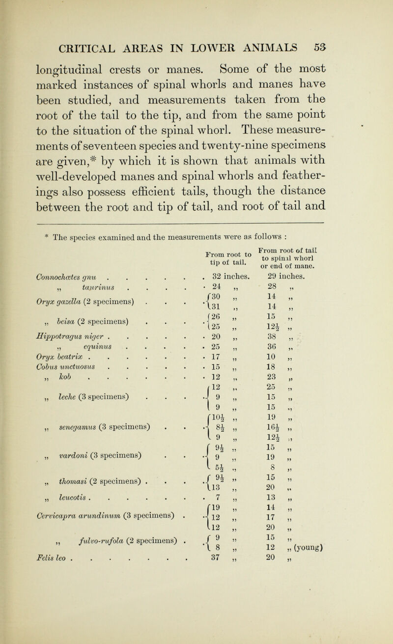 CRITICAL AREAS IN LOWER ANIMALS 53 longitudinal crests or manes. Some of the most marked instances of spinal whorls and manes have been studied, and measurements taken from the root of the tail to the tip, and from the same point to the situation of the spinal whorl. These measure¬ ments of seventeen species and twenty-nine specimens are given,by which it is shown that animals with w^ell-developed manes and spinal whorls and feather¬ ings also possess efficient tails, though the distance between the root and tip of tail, and root of tail and The species examined and the measurements were as follows : Connochœtes gnu ,, tanrinus Oryx gazella (2 specimens) „ beisa (2 specimens Hippotragus niger . ,, equinus Oryx heatrix . Cobus unctuosus ,, Icob . „ leche (3 specimens) „ senegamus (3 specimens) „ vardoni (3 specimens) „ thomasi (2 specimens) . „ leucotis .... Cervicapra arundinum (3 specimens) ,, fulvo-rufola (2 specimens) Felis leo , From root to tip of tail. •{ (26 '125 32 inches. 24 „ 30 „ 31 „ 26 „ 25 „ 20 „ 25 ,, 17 15 12 12 9 9 •{ )) )) From root of tail to spinal whorl or end of mane. 29 inches. 28 „ 14 14 15 m 38 36 10 18 23 25 15 15 19 164 124 15 19 8 15 20 13 и 17 20 15 12 20 )) M Я M í9 » >> 99 51 99 Jî „ (young) 55