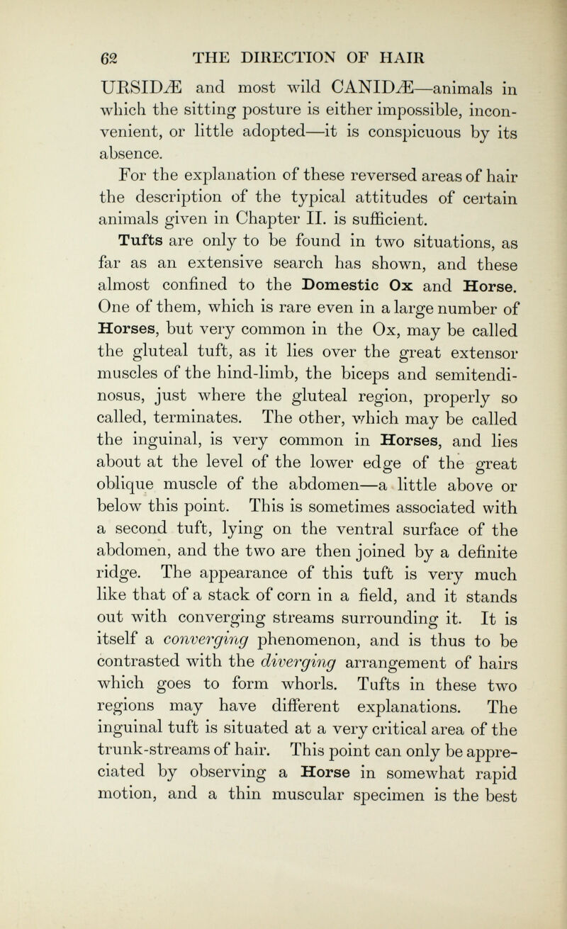 62 THE DIRECTION OF HAIR UKSID^ and most wild CANIDJE—animals in which the sitting posture is either impossible, incon¬ venient, or little adopted—it is conspicuous by its absence. For the explanation of these reversed areas of hair the description of the typical attitudes of certain animals given in Chapter II. is sufficient. Tufts are only to be found in two situations, as far as an extensive search has shown, and these almost confined to the Domestic Ox and Horse. One of them, which is rare even in a large number of Horses, but very common in the Ox, may be called the gluteal tuft, as it lies over the great extensor muscles of the hind-limb, the biceps and semitendi- nosus, just where the gluteal region, properly so called, terminates. The other, vrhich may be called the inguinal, is very common in Horses, and lies about at the level of the lower edge of the great oblique muscle of the abdomen—a little above or below this point. This is sometimes associated with a second tuft, lying on the ventral surface of the abdomen, and the two are then joined by a definite ridge. The appearance of this tuft is very much like that of a stack of corn in a field, and it stands out with converging streams surrounding it. It is itself a converging phenomenon, and is thus to be contrasted with the diverging arrangement of hairs which goes to form whorls. Tufts in these two regions may have different explanations. The inguinal tuft is situated at a very critical area of the trunk-streams of hair. This point can only be appre¬ ciated by observing a Horse in somewhat rapid motion, and a thin muscular specimen is the best