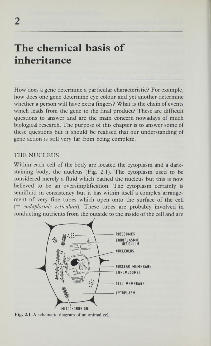 14 ELEMENTS OF MEDICAL GENETICS solution of the nucleic acid only. A second experiment which proved that nucleic acid was the essential component of hereditary material was made by Hershey and Chase in 1952. They worked on minute virus particles which attacked bacteria cells. These bacterial viruses are called bacteriophages, or phages for short (Fig. 2.2). Each phage particle consists of a head and a Protein coot Fig. 2.2 A bacteriophage tail and has a protein coat which surrounds a central core of nucleic acid. By means of its tail it becomes attached to a bacterium and after infection many new phage particles, complete with protein coats, are formed within the bacterial cell. Eventually the new particles burst out of the host cell and invade other bacteria. By an ingenious technique Hershey and Chase labelled the protein coat of phage particles with radioactive sulphur, and the nucleic acid within the phage particles with radioactive phosphorous. There is no sulphur in nucleic acid and almost no phosphorous in protein. They then allowed these labelled bacteriophages to infect bacteria. Later they separated the bacteria from the remains of the bacteriophages by means of a Waring Blendor. When the infected bacteria were analysed Hershey and Chase found that only the radioactive phosphorus of the nucleic acid had entered the bacterial cells, and not the radioactive sulphur. Since bacterio¬ phage particles, complete with their protein coats, are formed within infected bacterial cells, and since only nucleic acid enters the bacterial cell, this means that genetic information necessary for the synthesis of protein is carried only by nucleic acid. This and the previous evidence