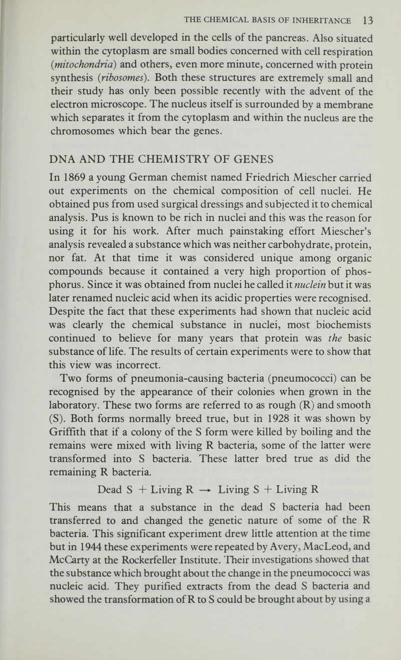 THE CHEMICAL BASIS OF INHERITANCE 15 clearly showed that genetic information is carried by nucleic acid. Let us now examine the structure of nucleic acid for help in understanding how genetic information is stored. Nucleic acid is a complex substance and its composition and structure have taken many years to determine. It is composed of long chains of molecules called nucleotides. Each nucleotide is composed of a nitrogenous base, a sugar molecule, and a phosphate molecule. The nitrogenous bases are called purines and pyrimidines. The purines include adenine and guanine; the pyrimidines include cytosine, thymine and uracil. There are two different nucleic acids. One contains the sugar ribose and is therefore called ribonucleic acid or RNA. The other contains a slightly different sugar called deoxyribose and is therefore called deoxyribo¬ nucleic acid or DNA. RNA is found mainly in the nucleolus (a structure within the nucleus) and the cytoplasm, there being very little in the chromosomes. DNA on the other hand is found mainly in the chromosomes. Both nucleic acids contain cytosine and have the same purine bases, but whereas thymine occurs only in DNA, uracil occurs only in RNA. Now if genes are composed of DNA it is necessary that the latter should have a structure sufficiently versatile to account for the great variety of different genes and yet at the same time be able to reproduce itself in such a manner that an identical replica of itself is formed at each cell division. In 1953, studies of DNA by M. H. F. Wilkins, F. H. C. Crick, and J. D. Watson based on X-ray diffraction proposed a structure for the DNA molecule which fulfilled all the essential requirements. For their work Wilkins, Watson, and Crick were awarded the Nobel Prize for Medicine and Physiology. Watson and Crick suggested that the DNA molecule is composed of two chains of nucleotides arranged in a double helix. The backbone of each chain is formed by sugar-phosphate molecules and the two chains are held together by hydrogen bonds between the nitrogenous bases which point in toward the centre of the helix. The arrangement of the bases is not random: a purine in one chain always pairs with a pyrimidine in the other chain. There is also specific base pairing: guanine in one chain always pairs with cytosine in the other chain and adenine always pairs with thymine (Fig. 2.3). This model of the DNA molecule is referred to as the Watson-Crick model and a considerable body of experimental evidence in its favour has accumulated over the last 20 years. Much of this evidence has come from work on bacteria and bacteriophage. The Watson-Crick model provides an answer to the vexing question of how genetic information is transmitted from one cell generation to another. It is postulated that at nuclear division the two strands of the