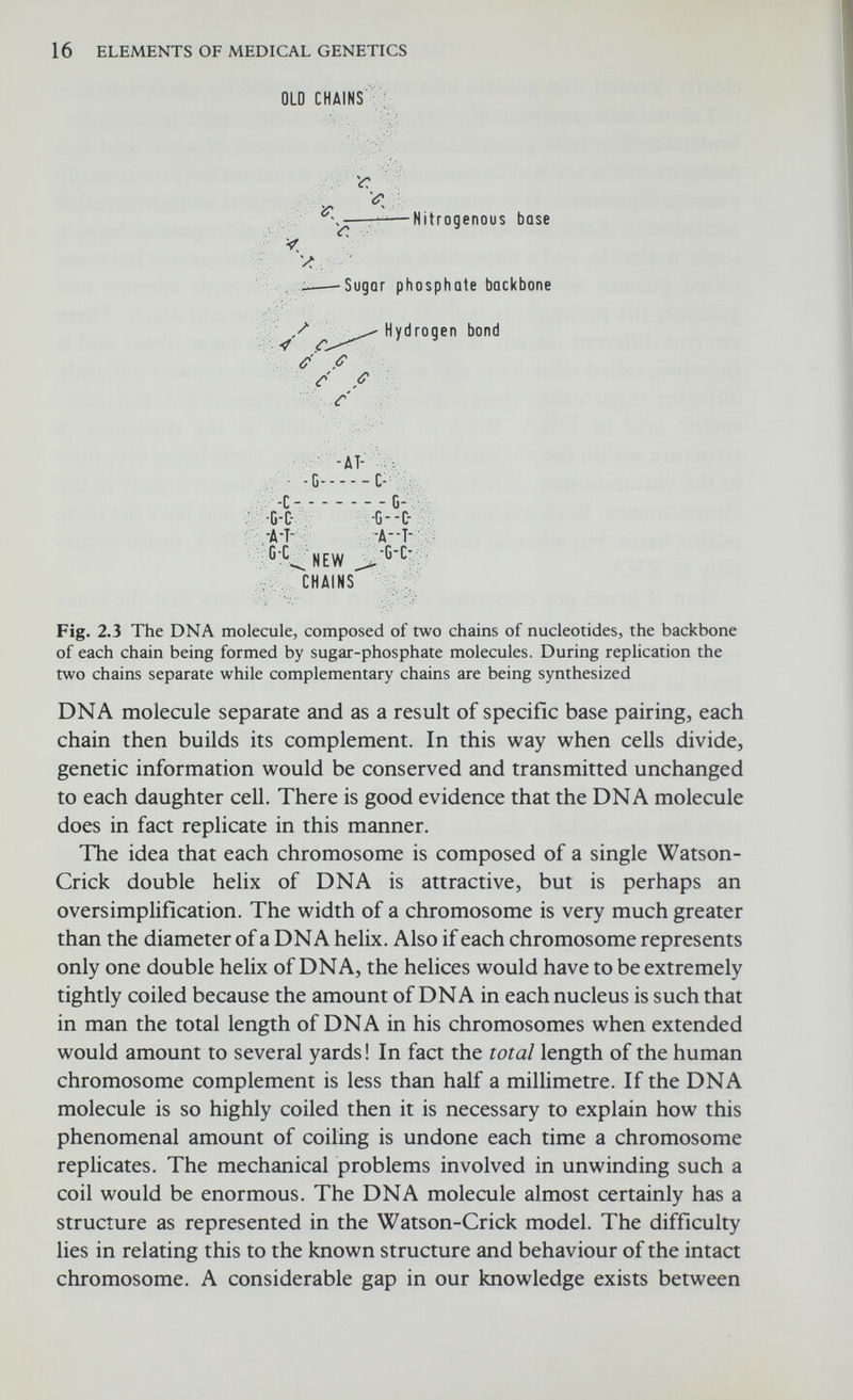 18 ELEMENTS OF MEDICAL GENETICS DNA m-RNA I I Г AAA и и и I Г 1 С т с G А G I I I С А С G и G I I I Î Т С А А G nuclear membrane Ribosome m-RNA (template) DUI) t-RNA peptide Fig. 2.4 Diagrammatic representation of the way in which genetic information is translated into protein synthesis Each messenger-RNA is formed by a particular gene, such that every base in the messenger-RNA molecule is complementary to a corresponding base in the DNA of the gene: cytosine with guanine, thymine with adenine but adenine with uraa7 since the latter replaces thymine in RNA. The messenger-RNA then migrates out of the nucleus into the cytoplasm where it becomes associated with the ribosomes which are the site of protein synthesis. A group of ribosomes associated with the same molecule of messenger-RNA are referred to as polyribosomes or polysomes. In the ribosomes the messenger-RNA forms the template or mould for sequencing particular amino acids and is therefore sometimes referred to as template-RNA. In the cytoplasm is yet another form of RNA called transfer—or soluble—RNA. For the incorporation of amino acids into a polypeptide chain, the amino acids must first be activated by reacting with ATP. Each activated amino acid then attaches itself to one end of a particular transfer-RNA. The other end of the transfer-RNA molecule consists of three bases which combine with complementary bases on the messenger-RNA. Thus a particular triplet on the messenger-RNA is related through transfer-RNA to a specific amino acid. The ribosome moves along the messenger-RNA in a zipper-like
