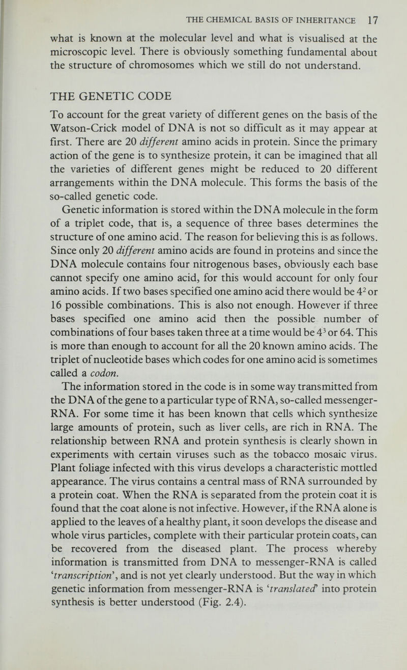 THE CHEMICAL BASIS OF INHERITANCE 19 fashion, the amino acids linking up to form a polypeptide chain (Fig. 2.4). When the completed polypeptide chain is released, the ribosome reattaches itself to a new starting point on a messenger-RNA molecule. CRACKING THE CODE The first successful attempt to find the key to the genetic code and so discover which triplet stands for which amino acid was made by Nirenberg and Matthaei in 1961. These two investigators, working at the National Institutes of Health in the United States, found that under certain conditions when they added RNA containing only the nitrogenous base uracil (U) to a mixture of amino acids, enzymes, and ribosomes, a simple protein was synthesized. Thus they had been able to imitate in the test tube the process which takes place in the intact cell. What is more, the protein they synthesized contained only the amino acid phenylalanine, though all the other amino acids were present and available in the mixture. In other words the triplet UUU is equivalent to the amino acid phenylalanine. The next step was to introduce into the RNA molecule containing uracil (U), an occasional adenine (A) so that the nucleic acid consisted mainly of U but with an occasional A occurring at random: UUUAUUUUAUUAUUU In such a chain most of the triplets would be UUU but a few might be UUA, UAU, or AUU depending on where the chain was broken. Using such a nucleic acid it was found, as might be expected, that the resultant protein was composed mainly of phenylalanine but a few other amino acids had also been incorporated corresponding to the additional triplets containing adenine. These other amino acids were leucine, isoleucine, and tyrosine. By similar experiments with various refinements, triplet codes have been assigned to all 20 amino acids. Some amino acids are coded by more than one triplet and so the code is sometimes said to be degenerate (Table 2.1). There remains another problem worth considering, namely, whether the triplet code is overlapping or not. If the sequence of bases in a particular template-RNA is UAAGCAUAGG, then the different possible triplets are UAA, AAG, AGC, GCA, CAU, AUA, UAG, AGG. Obviously if the triplets overlap, chaos would result if different transfer-RNAs could attach themselves anywhere. Dintzis has shown experimentally that this does not happen. Transfer-RNAs, with their amino acids, become attached in sequence along the messenger-RNA starting at one end and gradually extending to the other. In the example given above one transfer-RNA would become attached to UAA and when this was done another would become attached to GCA and so on along the length of the messenger-RNA. What happens if, as