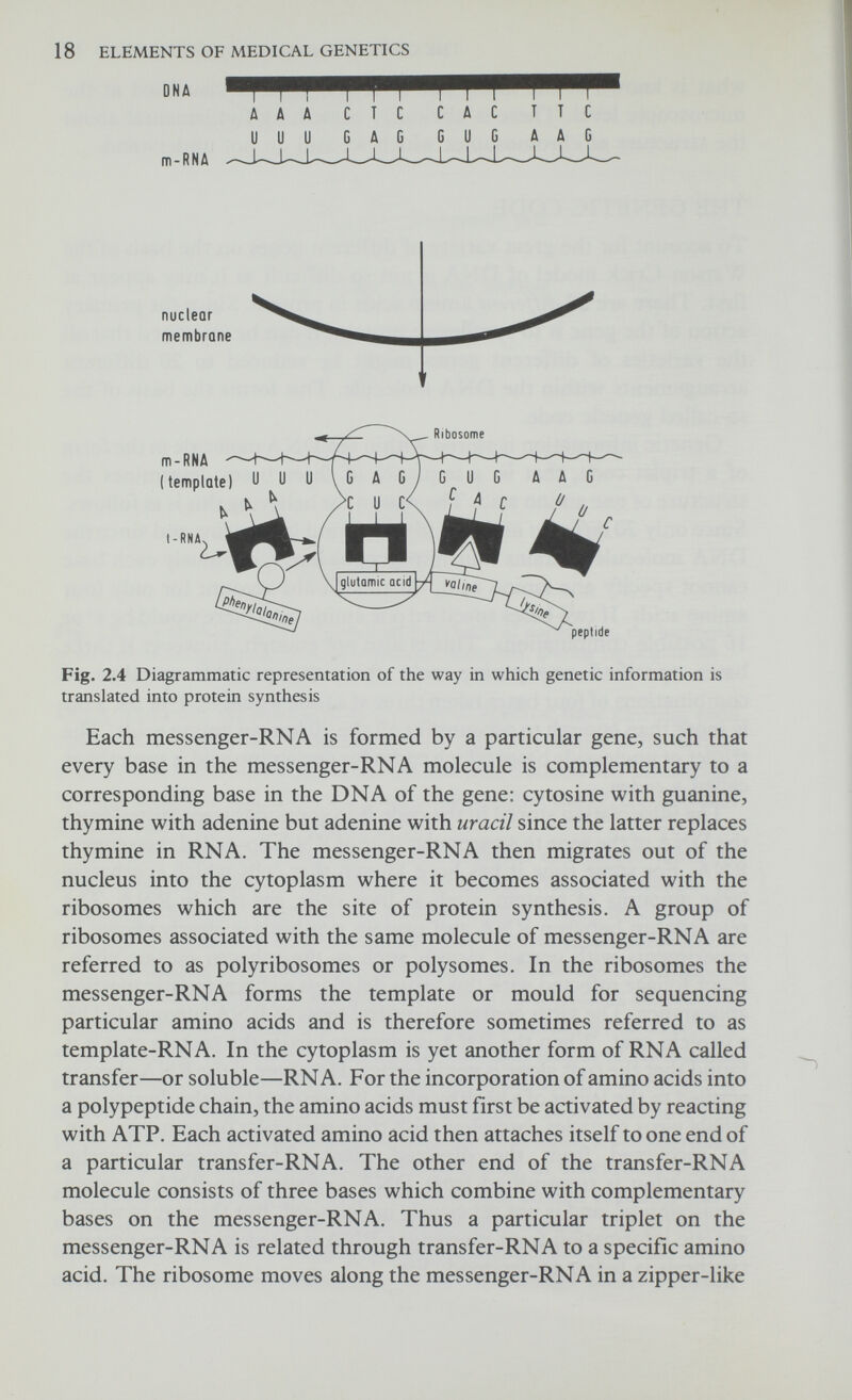 20 ELEMENTS OF MEDICAL GENETICS in the case of a mutant gene, the order of bases at a particular point in the RNA molecule is changed? There are two possibilities. Either the resulting code is read as 'non-sense' and no amino acid is produced or the resulting code is read as 'mis-sense' in which case a different amino acid is substituted in the protein molecule with the result that the abnormal protein may have altered or even no biological activity. For example, it may have lost its enzymatic properties. Ochre and Amber (Table 2.1) are two codons found in micro-organisms which do not code for any amino acid and signal the termination of a peptide chain. Most of the abnormal haemoglobins (p. 29) are the result of mis-sense mutations as are probably many of the inborn errors of metabolism. In 1970, Khorana and his colleagues succeeded in synthesizing a gene de novo. They assembled the 77 base pairs of the gene which codes for the production of alanine transfer RNA in yeast. But this artificial gene, while structurally correct, was non-functional both in cells and in the test tube mainly because it did not contain the initiator and terminator signals that start and regulate the synthesis of transfer RNA. However by 1976 Nobel laureate Khorana and his associates at the Massachusetts Institute of Technology had succeeded in synthesising a wholly artificial gene which did function in a living cell. This discovery is a major advance which may lead to the eventual synthesis of a gene related to an inherited metabolic disorder in man. RNA-DIRECTED DNA SYNTHESIS Until recently it was generally believed that genetic information was transferred from DNA to RNA and thence translated into protein synthesis. However, there is increasing evidence, which has come mainly from the study of viruses, that genetic information may occasionally flow in the reverse direction (i.e. from RNA to DNA). This is referred to as RNA-directed DNA synthesis. It has been suggested by Temin, who has been largely responsible for this work, that regions of DNA in normal cells serve as templates for the synthesis of RNA which in turn then acts as a template for the synthesis of DNA which later becomes integrated with the cellular DNA. He suggests that the resultant amplification of certain regions of DNA may be an important factor in embryonic differentiation and possibly in the pathogenesis of cancer. CONTROL OF PROTEIN SYNTHESIS Structural genes Genes are responsible for the synthesis of protein, and a change (mutation) of a base pair of the DNA molecule may have diverse