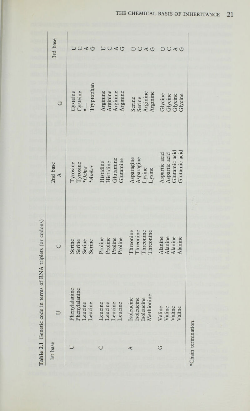 THE CHEMICAL BASIS OF INHERITANCE 23 of a rare gene which in the homozygous state suppresses the AB blood group genes. Other examples of modifier genes are known but whether there is interaction of gene products rather than interaction between the genes themselves is not clear. Direct interaction between genes is believed to occur in the case of so-called control genes. In 1961, as a result of their extensive work on the genetics of the bacterium Escherichia coli, Jacob and Monod of the Pasteur Institute Operon , Regulator gene I Operator gene Structural genes Repressor substance Repressor substance inoctivoted by metabolite (induction) I i ЛЛЛ/ r\J\j mi-RNA m2-RNA i ; Protein Fig. 2.5 The action of structural and control genes (regulator and operator genes) postulated that besides structural genes there are control genes (regulator and operator genes) which are not directly concerned with the synthesis of specific proteins but regulate the activity of structural genes and therefore control the amount of gene product. According to Jacob and Monod a unit of gene action is the Operon which consists of an operator gene and the adjacent structural genes whose action the operator gene controls. The operator gene in its turn is controlled by a regulator gene which is not necessarily close to the Table 2.2 Various types of regulator and operator gene mutations and their expression in the homozygote or heterozygote В