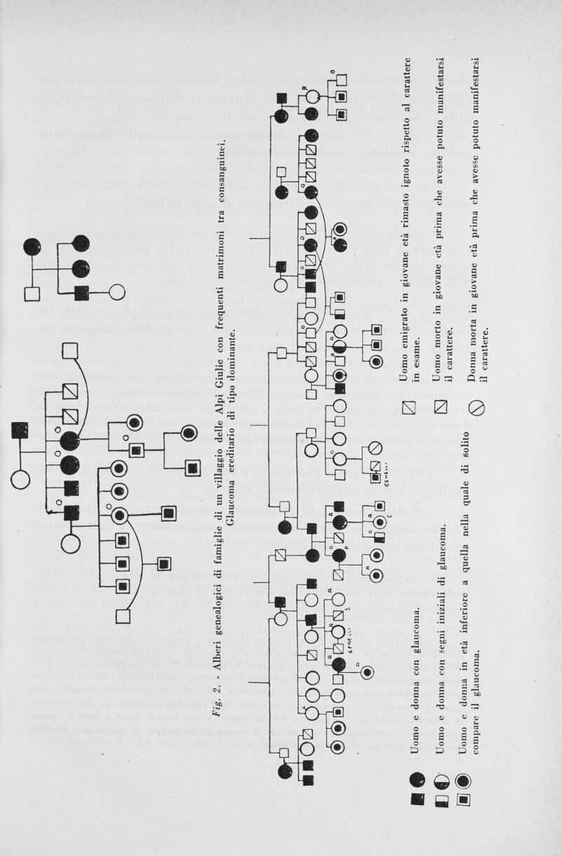 Fig. 2. ■ Alberi genealogici di famiglie di lin villaggio delle Alpi Giulie con frequenti matrimoni tra consanguinei. Glaucoma ereditario di tipo dominante. #r£ ~~ Of* 9 %Ù ? Of* éàO& Òóó èOjà (^®OD|Ì£ÒìÒ a ò(j) 0 óió èéò 0 ® <•> JsQ éìil v -^ c £e«s<»-. r~A Uomo emigrato in giovane età rimasto ignoto rispetto al carattere in esame. £ Uomo e donna con glaucoma, ce Uomo e donna con segni iniziali di glaucoma. Uomo e donna in età inferiore a quella nella quale di solito compare il glaucoma. Uomo morto in giovane età prima che avesse potuto manifestarsi il carattere. /CN Donna morta in giovane età prima che avesse potuto manifestarsi il carattere.