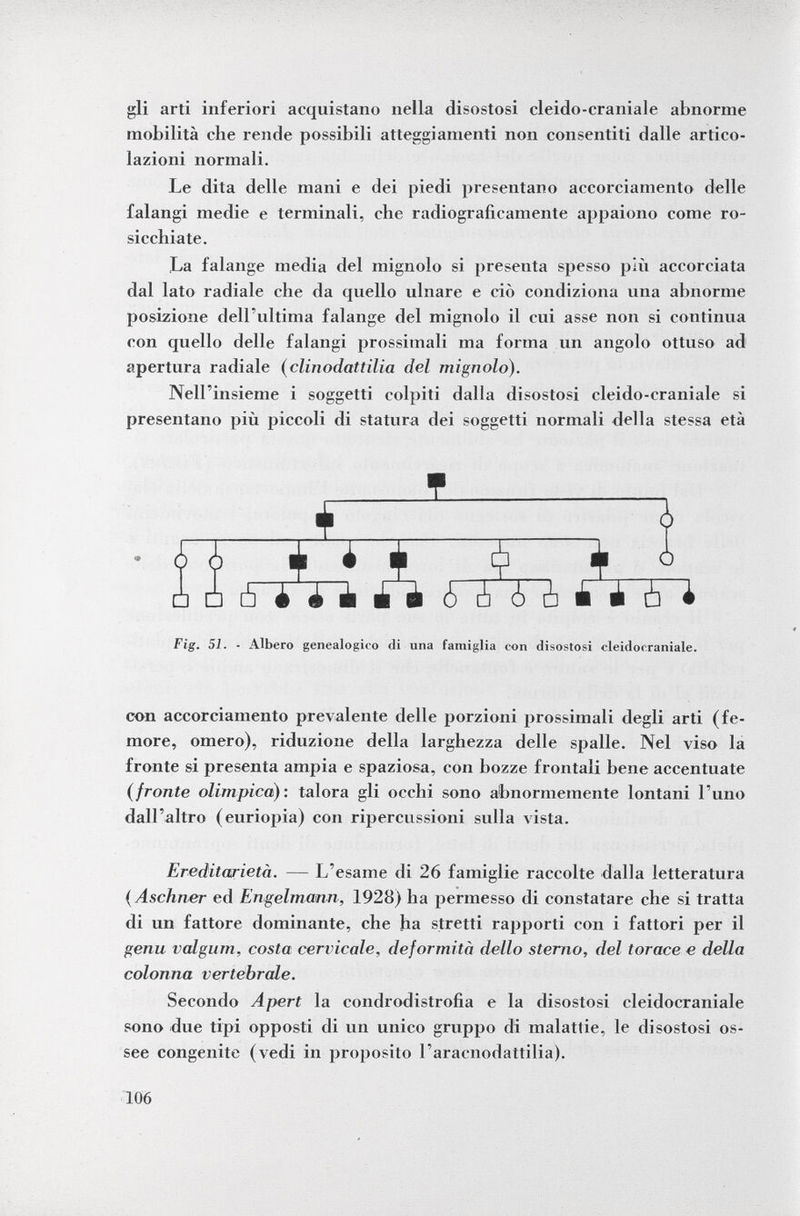 gli arti inferiori acquistano nella disostosi cleido-craniale abnorme mobilità che rende possibili atteggiamenti non consentiti dalle artico lazioni normali. Le dita delle mani e dei piedi presentano accorciamento delle falangi medie e terminali, che radiograficamente appaiono come ro sicchiate. La falange media del mignolo si presenta spesso più accorciata dal lato radiale che da cpiello ulnare e ciò condiziona una abnorme posizione dell'ultima falange del mignolo il cui asse non si continua con quello delle falangi prossimali ma forma un angolo ottuso ad apertura radiale ( clinodattilia del mignolo). Nell'insieme i soggetti colpiti dalla disostosi cleido-craniale si presentano più piccoli di statura dei soggetti normali della stessa età Fig. 51. - Albero genealogico di una famiglia con disostosi cleidocraniale. con accorciamento prevalente delle porzioni prossimali degli arti (fe more, omero), riduzione della larghezza delle spalle. Nel viso la fronte si presenta ampia e spaziosa, con bozze frontali bene accentuate (fronte olimpica ): talora gli occhi sono abnormemente lontani l'uno dall'altro (euriopia) con ripercussioni sulla vista. Ereditarietà. — L'esame di 26 famiglie raccolte dalla letteratura ( Aschner ed Engelmann, 1928) ha permesso di constatare che si tratta di un fattore dominante, che ha stretti rapporti con i fattori per il genu valgum, costa cervicale, deformità dello sterno, del torace e della colonna vertebrale. Secondo A pert la condrodistrofia e la disostosi cleidocraniale sono due tipi opposti di un unico gruppo di malattie, le disostosi os see congenite (vedi in proposito l'aracnodattilia). 