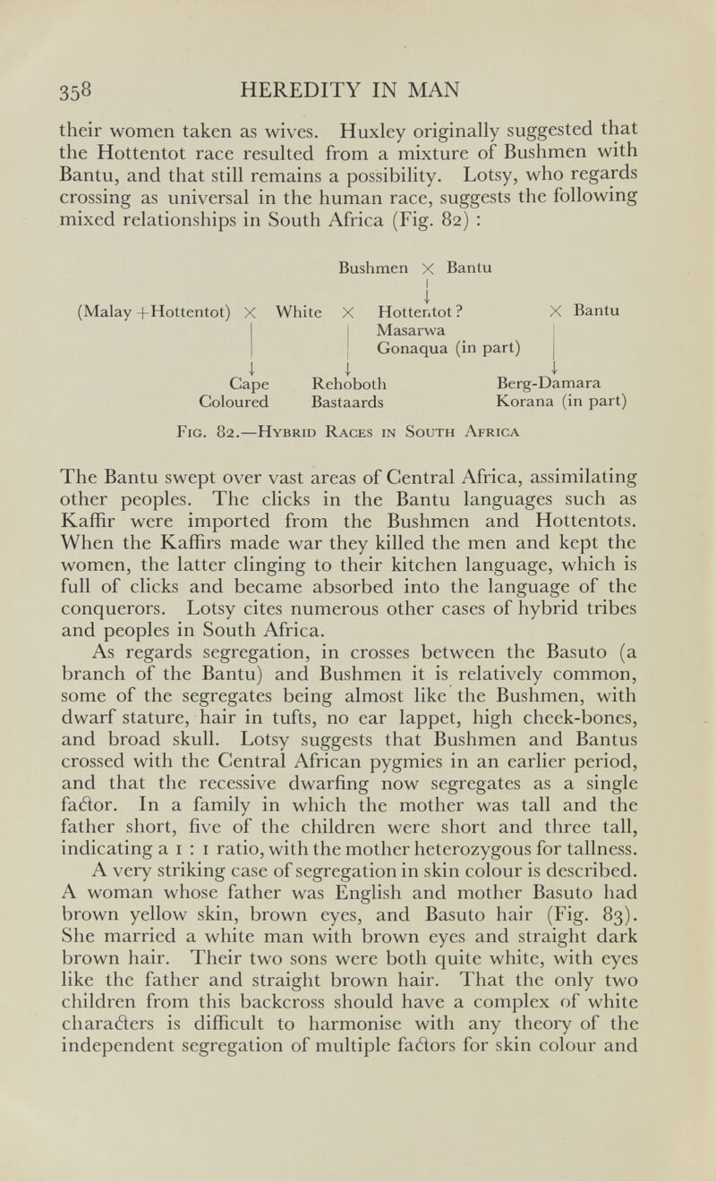 358 HEREDITY IN MAN their women taken as wives. Huxley originally suggested that the Hottentot race resulted from a mixture of Bushmen with Bantu, and that still remains a possibility. Lotsy, who regards crossing as universal in the human race, suggests the following mixed relationships in South Africa (Fig. 82) : Bushmen X Bantu I (Malay +Hottentot) X White X Hottentot ? X Bantu Masarwa I Gonaqua (in part) j I j 1 Cape Rehoboth Berg-Damara Coloured Bastaards Korana (in part) Fig. 82.—Hybrid Races in South Africa The Bantu swept over vast areas of Central Africa, assimilating other peoples. The clicks in the Bantu languages such as Kaffir were imported from the Bushmen and Hottentots. When the Kaffirs made war they killed the men and kept the women, the latter clinging to their kitchen language, which is full of clicks and became absorbed into the language of the conquerors. Lotsy cites numerous other cases of hybrid tribes and peoples in South Africa. As regards segregation, in crosses between the Basuto (a branch of the Bantu) and Bushmen it is relatively common, some of the segregates being almost like the Bushmen, with dwarf stature, hair in tufts, no ear lappet, high cheek-bones, and broad skull. Lotsy suggests that Bushmen and Bantus crossed with the Central African pygmies in an earlier period, and that the recessive dwarfing now segregates as a single fatìor. In a family in which the mother was tall and the father short, five of the children were short and three tall, indicating a i : i ratio, with the mother heterozygous for tallness. A very striking case of segregation in skin colour is described. A woman whose father was English and mother Basuto had brown yellow skin, brown eyes, and Basuto hair (Fig. 83). She married a white man with brown eyes and straight dark brown hair. Their two sons were both quite white, with eyes like the father and straight brown hair. That the only two children from this backcross should have a complex of white charaders is difficult to harmonise with any theory of the independent segregation of multiple fatìors for skin colour and