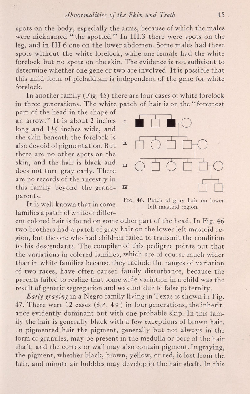 spots on the body, especially the arms, because of which the males were nicknamed “the spotted.” In III.3 there were spots on the leg, and in III.6 one on the lower abdomen. Some males had these spots without the white forelock, while one female had the white forelock but no spots on the skin. The evidence is not sufficient to determine whether one gene or two are involved. It is possible that this mild form of piebaldism is independent of the gene for white forelock. In another family (Fig. 45) there are four cases of white forelock in three generations. The white patch of hair is on the “foremost part of the head in the shape of an arrow.” It is about 2 inches long and inches wide, and the skin beneath the forelock is also devoid of pigmentation. But there are no other spots on the skin, and the hair is black and does not turn gray early. There are no records of the ancestry in this family beyond the grand parents. It is well known that in some families a patch of white or differ ent colored hair is found on some other part of the head. In Fig. 46 two brothers had a patch of gray hair on the lower left mastoid re gion, but the one who had children failed to transmit the condition to his descendants. The compiler of this pedigree points out that the variations in colored families, which are of course much wider than in white families because they include the ranges of variation of two races, have often caused family disturbance, because the parents failed to realize that some wide variation in a child was the result of genetic segregation and was not due to false paternity. Early graying in a Negro family living in Texas is shown in Fig. 47. There were 12 cases (8d% 4$) in four generations, the inherit ance evidently dominant but with one probable skip. In this fam ily the hair is generally black with a few exceptions of brown hair. In pigmented hair the pigment, generally but not always in the form of granules, may be present in the medulla or bore of the hair shaft, and the cortex or wall may also contain pigment. In graying, the pigment, whether black, brown, yellow, or red, is lost from the hair, and minute air bubbles may develop in the hair shaft. In this n nr SSL DtO Fig. 46. Patch of gray hair on lower left mastoid region.