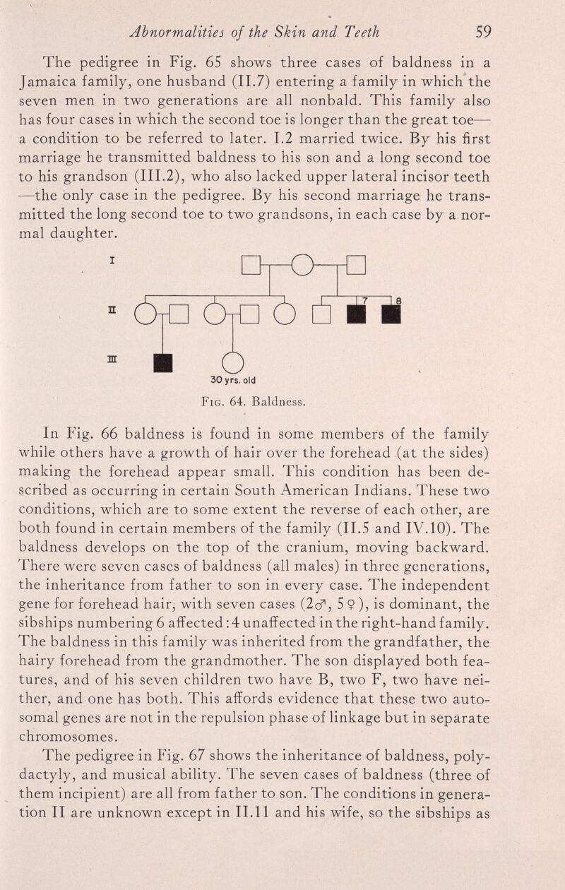 The pedigree in Fig. 65 shows three cases of baldness in a Jamaica family, one husband (II.7) entering a family in which the seven men in two generations are all nonbald. This family also has four cases in which the second toe is longer than the great toe— a condition to be referred to later. 1.2 married twice. By his first marriage he transmitted baldness to his son and a long second toe to his grandson (III.2), who also lacked upper lateral incisor teeth —-the only case in the pedigree. By his second marriage he trans mitted the long second toe to two grandsons, in each case by a nor mal daughter. 30 yrs. old Fig. 64. Baldness. In Fig. 66 baldness is found in some members of the family while others have a growth of hair over the forehead (at the sides) making the forehead appear small. This condition has been de scribed as occurring in certain South American Indians. These two conditions, which are to some extent the reverse of each other, are both found in certain members of the family (II.5 and IV.10). The baldness develops on the top of the cranium, moving backward. There were seven cases of baldness (all males) in three generations, the inheritance from father to son in every case. The independent gene for forehead hair, with seven cases (2cf, 5 $ ), is dominant, the sibships numbering 6 affected : 4 unaffected in the right-hand family. The baldness in this family was inherited from the grandfather, the hairy forehead from the grandmother. The son displayed both fea tures, and of his seven children two have B, two F, two have nei ther, and one has both. This affords evidence that these two auto somal genes are not in the repulsion phase of linkage but in separate chromosomes. The pedigree in Fig. 67 shows the inheritance of baldness, poly- dactyly, and musical ability. The seven cases of baldness (three of them incipient) are all from father to son. The conditions in genera tion II are unknown except in II.11 and his wife, so the sibships as