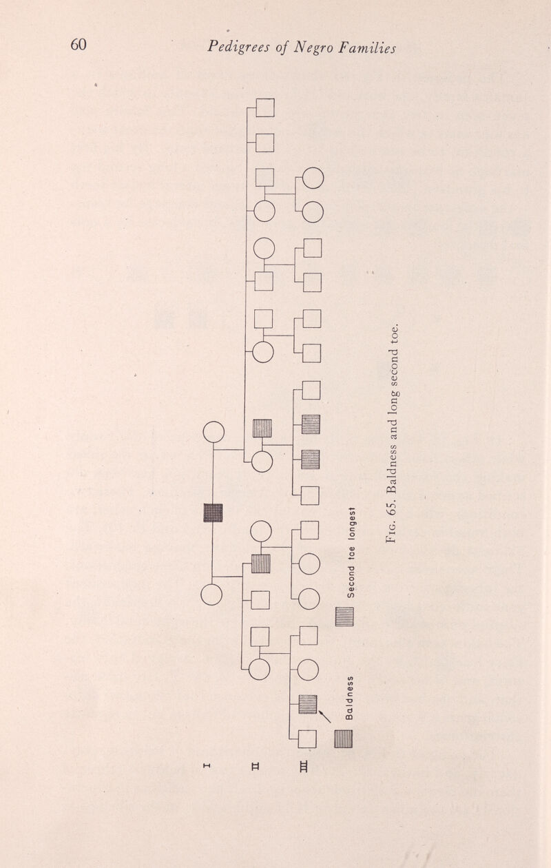 CN O Fig. 65. Baldness and long second toe. ÒrD 5 ó'ó Pedigrees of Negro Families