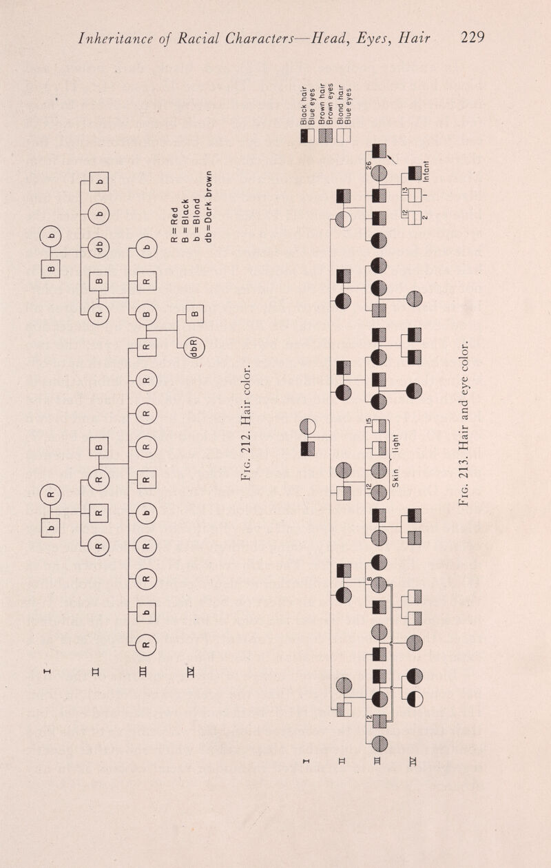 I n in 12 B db b b R = Red B = Black b = Blond db = Dark brown Fig. 212. Hair color. I n m 12 Black hair Blue eyes Brown hair Brown eyes Blond hair Blue eyes Fig. 213. Hair and eye color. to to 'O Inheritance of Racial Characters — Head , Eyes , Hair