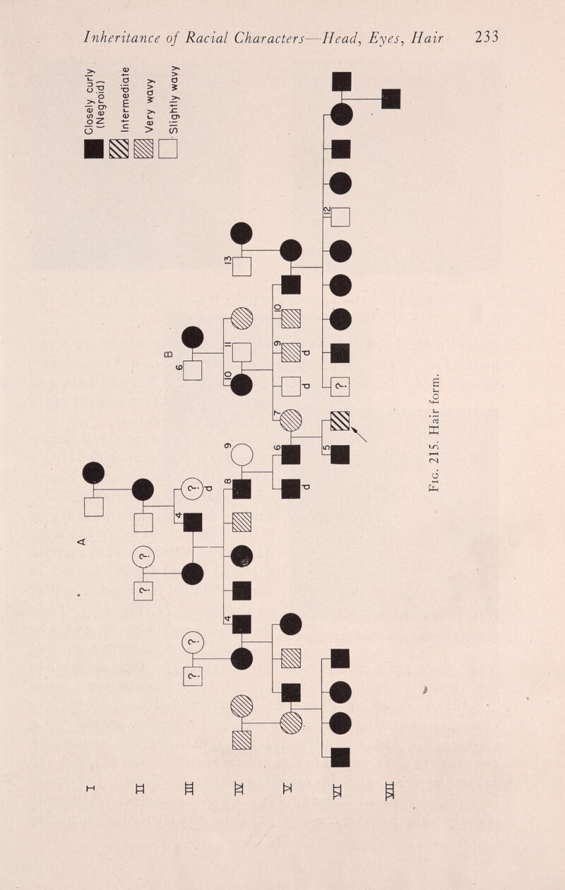 Fig. 215. Hair form. Inheritance oj Racial Characters — Head , Eyes , Hair