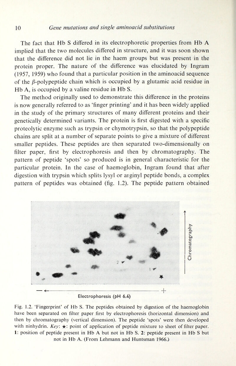 10 Gene mutations and single aminoacid substitutions The fact that Hb S differed in its electrophoretic properties from Hb A implied that the two molecules diff'ered in structure, and it was soon shown that the diff'erence did not lie in the haem groups but was present in the protein proper. The nature of the difference was elucidated by Ingram (1957, 1959) who found that a particular position in the aminoacid sequence of the ^^-polypeptide chain which is occupied by a glutamic acid residue in Hb A, is occupied by a valine residue in Hb S. The method originally used to demonstrate this difference in the proteins is now generally referred to as 'finger printing' and it has been widely applied in the study of the primary structures of many different proteins and their genetically determined variants. The protein is first digested with a specific proteolytic enzyme such as trypsin or chymotrypsin, so that the polypeptide chains are split at a number of separate points to give a mixture of différent smaller peptides. These peptides are then separated two-dimensionally on filter paper, first by electrophoresis and then by chromatography. The pattern of peptide 'spots' so produced is in general characteristic for the particular protein. In the case of haemoglobin, Ingram found that after digestion with trypsin which splits lysyl or aiginyl peptide bonds, a complex pattern of peptides was obtained (fig. 1.2). The peptide pattern obtained — < H Electrophoresis (pH 6.4) Fig. 1.2. 'Fingerprint' of Hb S. The peptides obtained by digestion of the haemoglobin have been separated on fiher paper first by electrophoresis (horizontal dimension) and then by chromatography (vertical dimension). The peptide 'spots' were then developed with ninhydrin. Key. ★: point of application of peptide mixture to sheet of filter paper. 1: position of peptide present in Hb A but not in Hb S. 2: peptide present in Hb S but not in Hb A. (From Lehmann and Huntsman 1966.)