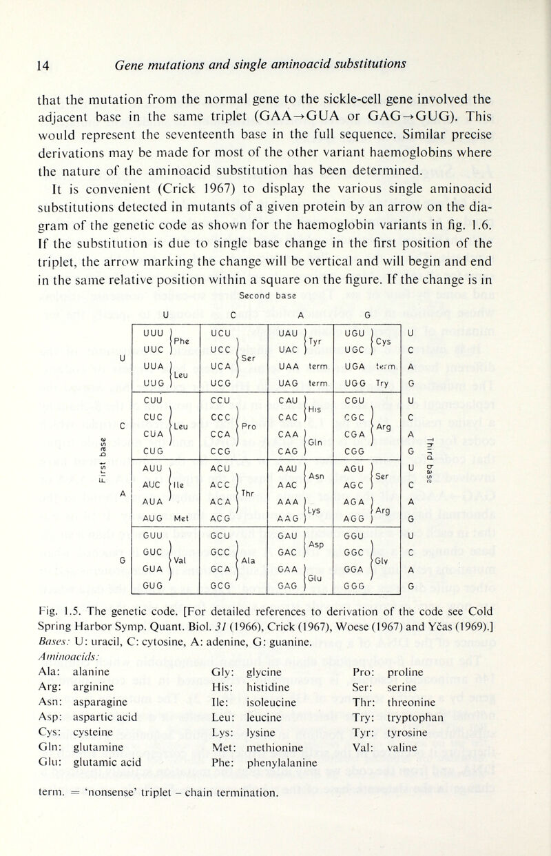 14 Gene mutations and single aminoacid substitutions that the mutation from the normal gene to the sickle-cell gene involved the adjacent base in the same triplet (GAA^GUA or GAG-^GUG). This would represent the seventeenth base in the full sequence. Similar precise derivations may be made for most of the other variant haemoglobins where the nature of the aminoacid substitution has been determined. It is convenient (Crick 1967) to display the various single aminoacid substitutions detected in mutants of a given protein by an arrow on the dia¬ gram of the genetic code as shovv/n for the haemoglobin variants in fig. 1.6. If the substitution is due to single base change in the first position of the triplet, the arrow marking the change will be vertical and will begin and end in the same relative position within a square on the figure. If the change is in Second base и С A G Fig. 1.5. The genetic code. [For detailed references to derivation of the code see Cold Spring Harbor Symp. Quant. Biol. 31 (1966), Crick (1967), Weese (1967) and Yeas (1969).] Bases: U: uracil, C: cytosine. A: adenine, G; guanine. Aminoacids: term. = 'nonsense' triplet - chain termination.