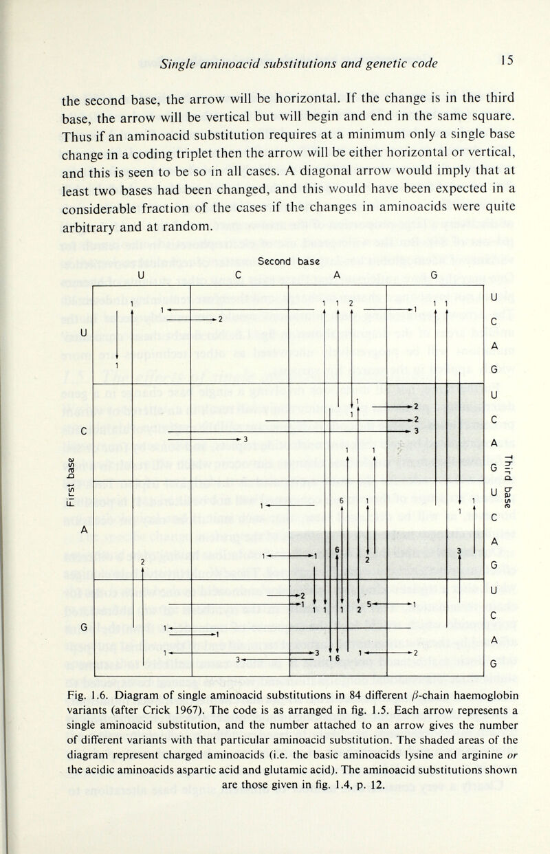 Single aminoacici substitutions and genetic code 15 the second base, the arrow will be horizontal. If the change is in the third base, the arrow will be vertical but will begin and end in the same square. Thus if an aminoacid substitution requires at a minimum only a single base change in a coding triplet then the arrow will be either horizontal or vertical, and this is seen to be so in all cases. A diagonal arrow would imply that at least two bases had been changed, and this v/ould have been expected in a considerable fraction of the cases if the changes in aminoacids were quite arbitrary and at random. Second base С A 1 1 2 1 1 1 1 'J '■ Fig. 1.6. Diagram of single aminoacid substitutions in 84 diflFerent /i-chain haemoglobin variants (after Crick 1967). The code is as arranged in fig. 1.5. Each arrow represents a single aminoacid substitution, and the number attached to an arrow gives the number of different variants with that particular aminoacid substitution. The shaded areas of the diagram represent charged aminoacids (i.e. the basic aminoacids lysine and arginine or the acidic aminoacids aspartic acid and glutamic acid). The aminoacid substitutions shown are those given in fig. 1.4, p. 12.