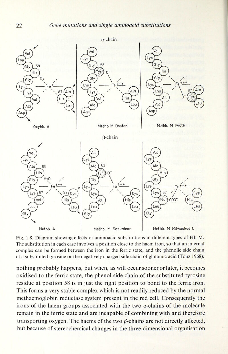 22 Gene mutations and single aminoacid substitutions a-chain Oxyhb. A Methb. M Boston ß-chain Methb. A Methb. M Saskatoon Methb. M Iwate Methb. M Milwaukee 1 Fig. 1.8. Diagram showing effects of aminoacid substitutions in different types of Hb M. The substitution in each case involves a position close to the haem iron, so that an internal complex can be formed between the iron in the ferric state, and the phenolic side chain of a substituted tyrosine or the negatively charged side chain of glutamic acid (Tönz 1968). nothing probably happens, but when, as will occur sooner or later, it becomes oxidised to the ferric state, the phenol side chain of the substituted tyrosine residue at position 58 is in just the right position to bond to the ferric iron. This forms a very stable complex which is not readily reduced by the normal methaemoglobin reductase system present in the red cell. Consequently the irons of the haem groups associated with the two a-chains of the molecule remain in the ferric state and are incapable of combining with and therefore transporting oxygen. The haems of the two ^5-chains are not directly affected, but because of stereochemical changes in the three-dimensional organisation