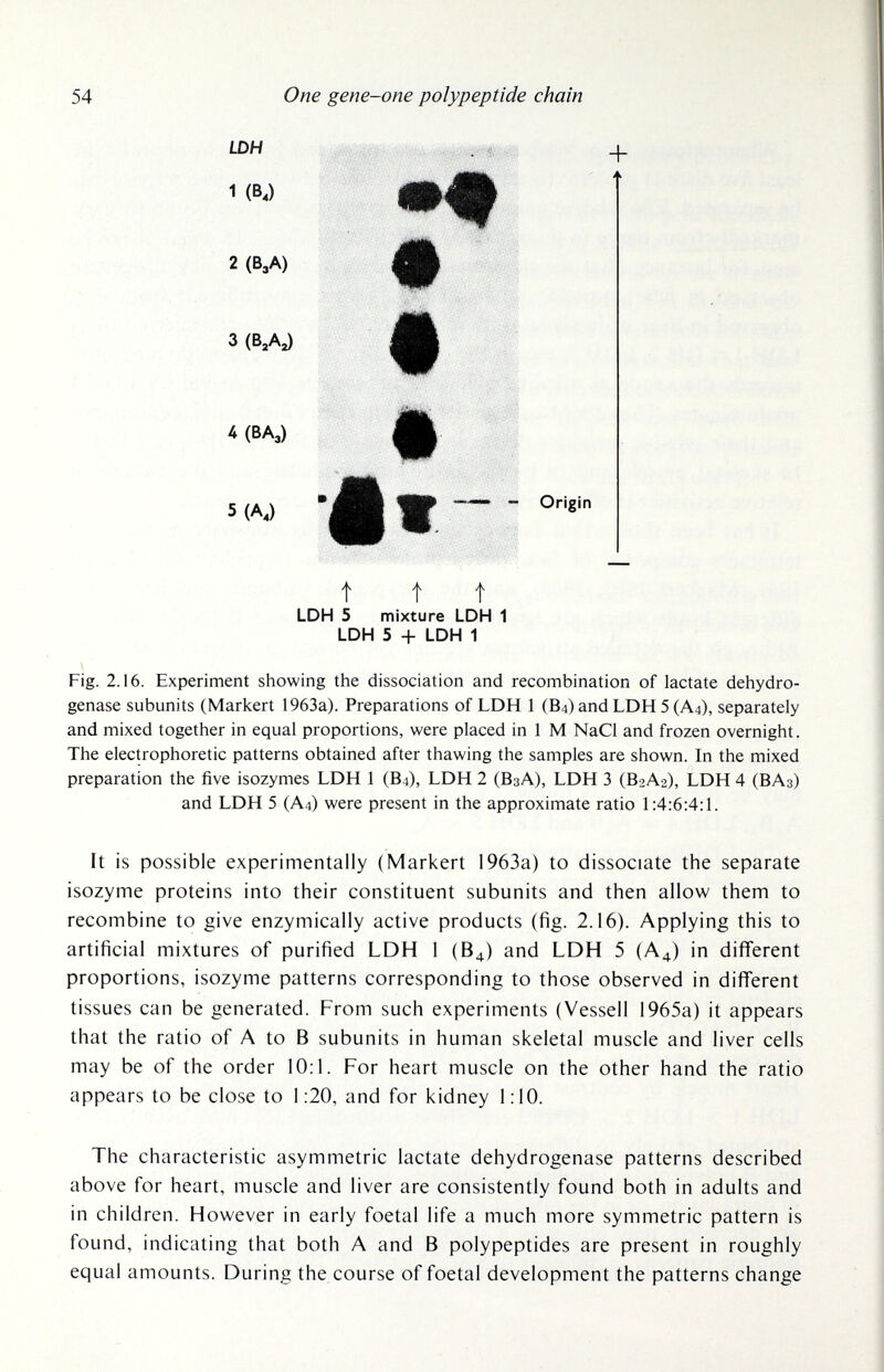 54 One gene-one polypeptide chain LDH 1 (B4) 2 (B3A) 3 (B,A^ ^ (BA,) 5 (A,) + mm Origin t t t LDH 5 mixture LDH 1 LDH 5 + LDH 1 Fig. 2.16. Experiment showing the dissociation and recombination of lactate dehydro¬ genase subunits (Markert 1963a). Preparations of LDH 1 (B4) and LDH 5 (A4), separately and mixed together in equal proportions, were placed in 1 M NaCl and frozen overnight. The electrophoretic patterns obtained after thawing the samples are shown. In the mixed preparation the five isozymes LDH 1 (B4), LDH 2 (ВзА), LDH 3 (B2A2), LDH 4 (ВАз) and LDH 5 (A4) were present in the approximate ratio 1:4:6:4:1. It is possible experimentally (Markert i963a) to dissociate the separate isozyme proteins into their constituent subunits and then allow them to recombine to give enzymically active products (fig. 2.16). Applying this to artificial mixtures of purified LDH 1 (B4) and LDH 5 (A4) in different proportions, isozyme patterns corresponding to those observed in different tissues can be generated. From such experiments (Vessell 1965a) it appears that the ratio of A to В subunits in human skeletal muscle and liver cells may be of the order 10:1. For heart muscle on the other hand the ratio appears to be close to 1:20, and for kidney 1:10. The characteristic asymmetric lactate dehydrogenase patterns described above for heart, muscle and liver are consistently found both in adults and in children. However in early foetal life a much more symmetric pattern is found, indicating that both A and В polypeptides are present in roughly equal amounts. During the course of foetal development the patterns change