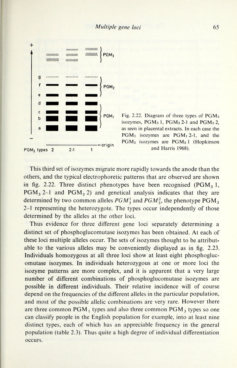 Multiple gene loci 65 + I \ РОМз PGMz PGM, PGM3 types 2 2-1 — origin Fig. 2.22. Diagram of three types of PGM3 isozymes, PGM3 1, PGM3 2-1 and PGM3 2, as seen in placental extracts. In each case the PGMi isozymes are PGMi2-l, and the PGM2 isozymes are PGM2 1 (Hopkinson and Harris 1968). This third set of isozymes migrate more rapidly towards the anode than the others, and the typical electrophoretic patterns that are observed are shown in fig. 2.22. Three distinct phenotypes have been recognised (PGM3 1, PGM3 2-1 and PGM3 2) and genetical analysis indicates that they are determined by two common alleles PGM I and POMj, the phenotype PGM3 2-1 representing the heterozygote. The types occur independently of those determined by the alleles at the other loci. Thus evidence for three different gene loci separately determining a distinct set of phosphoglucomutase isozymes has been obtained. At each of these loci multiple alleles occur. The sets of isozymes thought to be attribut¬ able to the various alleles may be conveniently displayed as in fig. 2.23. Individuals homozygous at all three loci show at least eight phosphogluc¬ omutase isozymes. In individuals heterozygous at one or more loci the isozyme patterns are more complex, and it is apparent that a very large number of different combinations of phosphoglucomutase isozymes are possible in different individuals. Their relative incidence will of course depend on the frequencies of the different alleles in the particular population, and most of the possible allelic combinations are very rare. However there are three common PGM 1 types and also three common PGM3 types so one can classify people in the English population for example, into at least nine distinct types, each of which has an appreciable frequency in the general population (table 2.3). Thus quite a high degree of individual differentiation occurs.