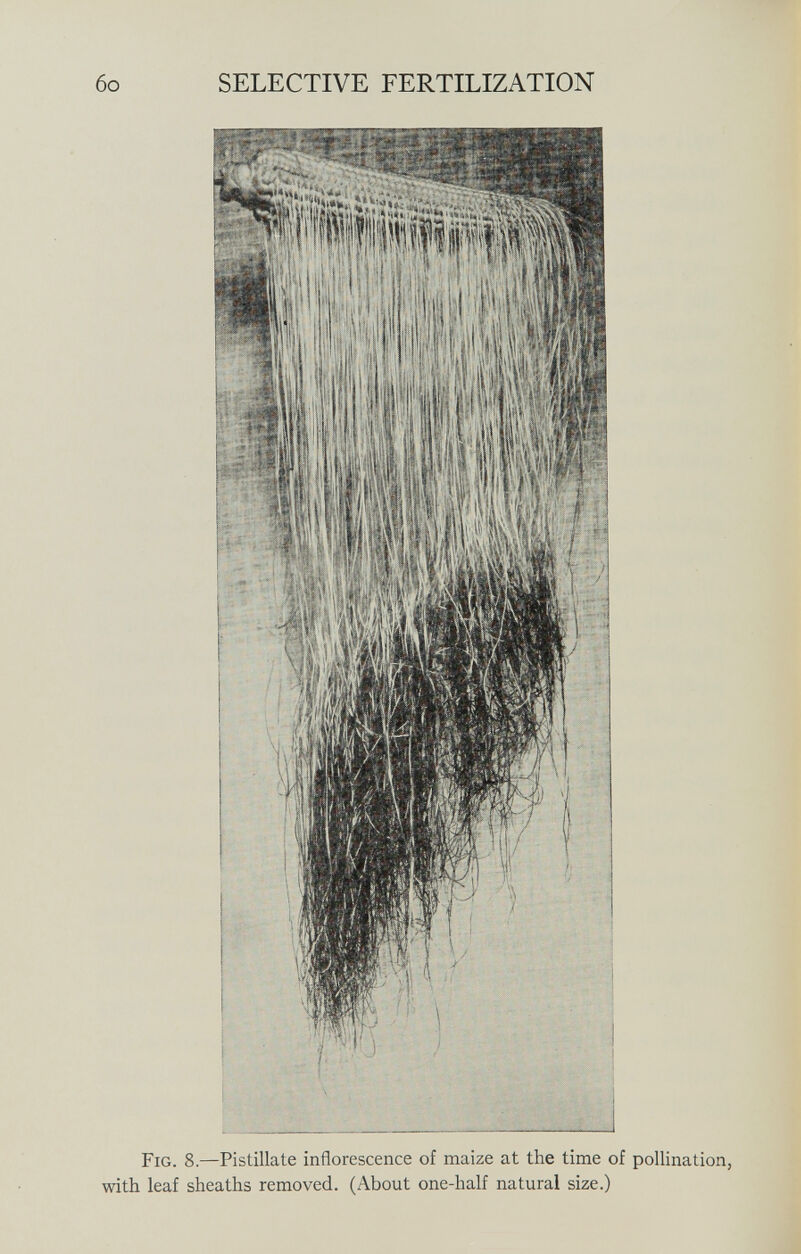 Fig. 8. —Pistillate inflorescence of maize at the time of pollination, with leaf sheaths removed. (About one-half natural size.)