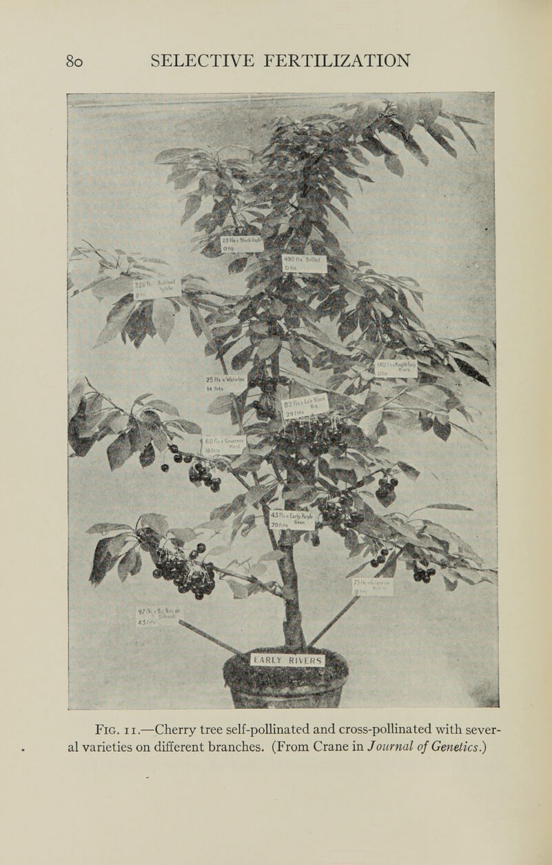 ! 43 ih s lady Fig . il.—Cherry tree self-pollinated and cross-pollinated with sever al varieties on different branches. (From Crane in Journal of Genetics.)