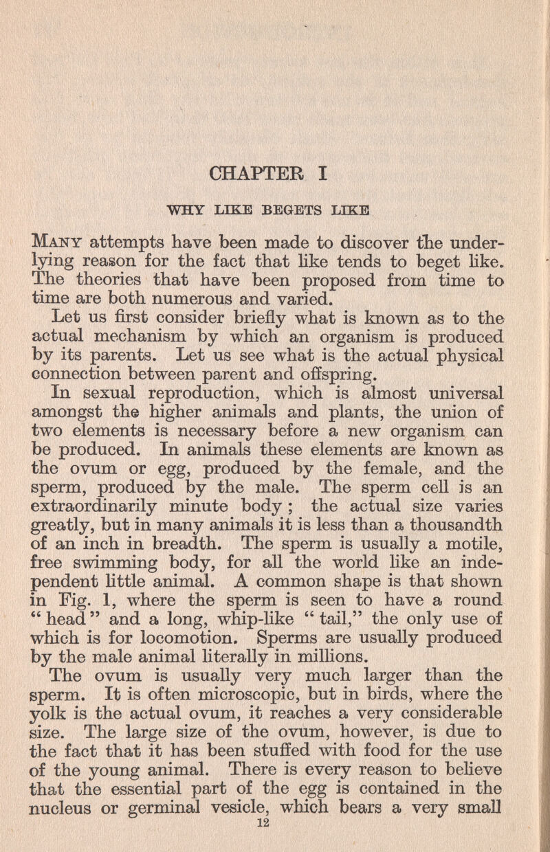 CHAPTER I why like begets like Many attempts have been made to discover tbe under- Ijàng reason for the fact that Hke tends to beget like. The theories that have been proposed from time to time are both numerous and varied. Let us first consider briefly what is known as to the actual mechanism by which an organism is produced by its parents. Let us see what is the actual physical connection between parent and offspring. bi sexual reproduction, which is almost universal amongst the higher animals and plants, the union of two elements is necessary before a new organism can be produced. In animals these elements are known as the ovum or egg, produced by the female, and the sperm, produced by the male. The sperm cell is an extraordinarily minute body ; the actual size varies greatly, but in many animals it is less than a thousandth of an inch in breadth. The sperm is usually a motile, free swimming body, for all the world like an inde¬ pendent little animal. A common shape is that shown in Fig. 1, where the sperm is seen to have a round  head  and a long, whip-like  tail, the only use of which is for locomotion. Sperms are usually produced by the male animal literally in millions. The ovum is usually very much larger than the sperm. It is often microscopic, but in birds, where the yolk is the actual ovum, it reaches a very considerable size. The large size of the ovum, however, is due to the fact that it has been stuffed with food for the use of the young animal. There is every reason to believe that the essential part of the egg is contained in the nucleus or germinal vesicle, which bears a very small 12