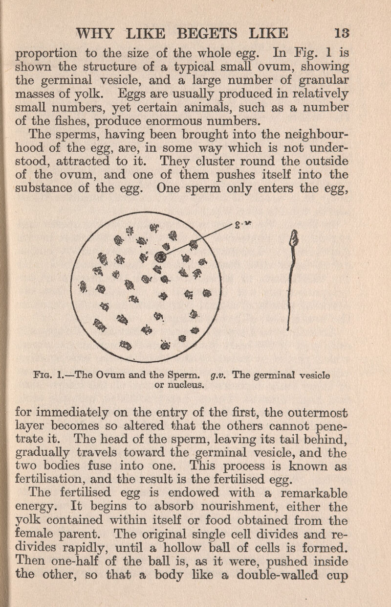 WHY LIKE BEGETS LIKE 13 proportion to the size of the whole egg. In Fig. 1 is shown the structure of a typical small ovum, showing the germinal vesicle, and a large number of granular masses of yolk. Eggs are usually produced in relatively small numbers, yet certain animals, such as a number of the fishes, produce enormous numbers. The sperms, having been brought into the neighbour¬ hood of the egg, are, in some way which is not under¬ stood, attracted to it. They cluster round the outside of the ovum, and one of them pushes itself into the substance of the egg. One sperm only enters the egg. Fia. 1.—The Ovnm and the Sperm, g.v. The germinal vesicle or nucleus. for immediately on the entry of the first, the outermost layer becomes so altered that the others cannot pene¬ trate it. The head of the sperm, leaving its tail behind, gradually travels toward the germinal vesicle, and the two bodies fuse into one. This process is known as fertihsation, and the result is the fertihsed egg. The fertihsed egg is endowed with a remarkable energy. It begins to absorb nourishment, either the yolk contained within itself or food obtained from the female parent. The original single cell divides and re- divides rapidly, until a hollow ball of cells is formed. Then one-half of the ball is, as it were, pushed inside the other, so that a body like a double-waUed cup