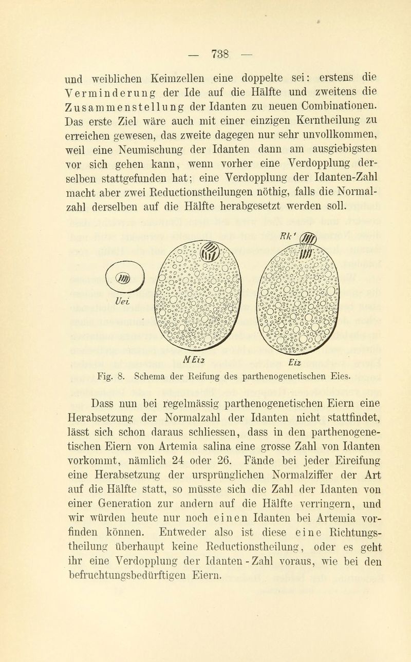 — 738 und weiblichen Keimzellen eine doppelte sei : erstens die Verminderung der Ide auf die Hälfte und zweitens die Zusammenstellung der Manten zu neuen Combinationen. Das erste Ziel wäre auch mit einer einzigen Kerntheilung zu erreichen gewesen, das zweite dagegen nur sehr unvollkommen, weil eine Neumischung der Idanten dann am ausgiebigsten vor sich gehen kann, wenn vorher eine Verdopplung der¬ selben stattgefunden hat; eine Verdopplung der Idanten-Zahl macht aber zwei Reductionstheilungen nöthig, falls die Normal¬ zahl derselben auf die Hälfte herabgesetzt werden soll. Fig. 8. Schema der Reifung des parthenogenetiscben Eies. Dass nun bei regelmässig parthenogenetiscben Eiern eine Herabsetzung der Normalzahl der Idanten nicht stattfindet, lässt sich schon daraus schliessen, dass in den parthenogene¬ tiscben Eiern von Artemia salina eine grosse Zahl von Idanten vorkommt, nämlich 24 oder 26. Fände bei jeder Eireifung eine Herabsetzung der ursprünglichen Normalziffer der Art auf die Hälfte statt, so müsste sich die Zahl der Idanten von einer Generation zur andern auf die Hälfte verringern, und wir würden heute nur noch einen Idanten bei Artemia vor¬ finden können. Entweder also ist diese eine Richtungs- theilung überhaupt keine Reductionstheilung, oder es geht ihr eine Verdopplung der Idanten-Zahl voraus, wie bei den befruchtungsbedürftigen Eiern.