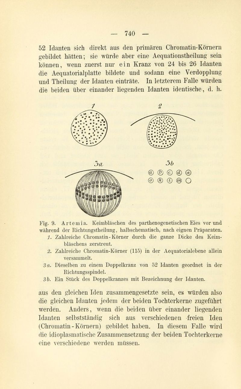 — 740 — 52 Idanten sich direkt aus den primären Chromatin-Körnern gebildet hätten; sie würde aber eine Aequationstheilung sein können, wenn zuerst nur ein Kranz von 24 bis 26 Idanten die Aequatorialplatte bildete und sodann eine Verdopplung und Theilung der Idanten einträte. In letzterem Falle würden die beiden über einander liegenden Idanten identische, d. h. Fig. 9. Artemia. Keimbläschen des parthenogeuetischen Eies vor und während der Richtungstheilung, halbschematisch, nach eignen Präparaten. ]. Zahlreiche Chromatin-Körner durch die ganze Dicke des Keim¬ bläschens zerstreut. 2. Zahlreiche Chromatin-Körner (115) in der Aequatorialebene allein versammelt. 3 a. Dieselben zu einem Doppelkranz von 52 Idanten geordnet in der Richtungsspindel. ЗЪ. Ein Stück des Doppelkranzes mit Bezeichnung der Idanten. aus den gleichen Iden zusammengesetzte sein, es würden also die gleichen Idanten jedem der beiden Tochterkerne zugeführt werden. Anders, wenn die beiden über einander liegenden Idanten selbstständig sich aus verschiedenen freien Iden (Chromatin-Körnern) gebildet haben. In diesem Falle wird die idioplasmatische Zusammensetzung der beiden Tochterkerne eine verschiedene werden müssen. © ® © @ © ® ® © @ О